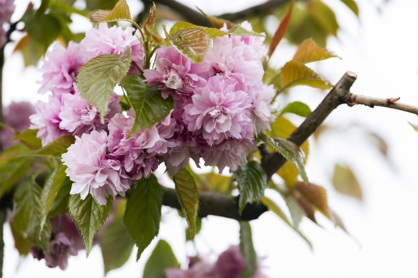 Pflanzen für Dich Gehölze Prunus serr. 'Kanzan', 1 St., Japanische Blütenkirsche, Zierkirsche, Kanzan-Kirsche