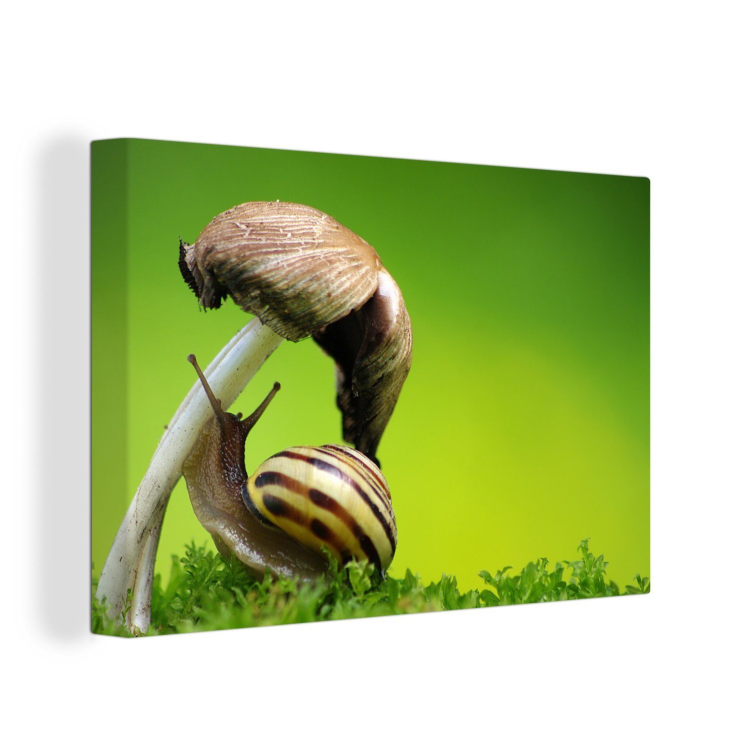 OneMillionCanvasses® Leinwandbild Schnecke klettert auf Pilz, (1 St), Wandbild Leinwandbilder, Aufhängefertig, Wanddeko, 30x20 cm