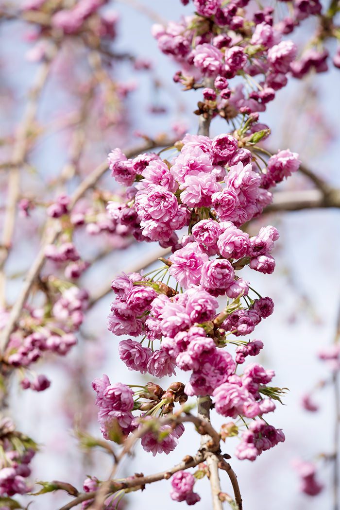 Garten von Ehren Gehölze Prunus serrulata Kiku-shidare-zakura, Containerware, 60-100 cm hoch