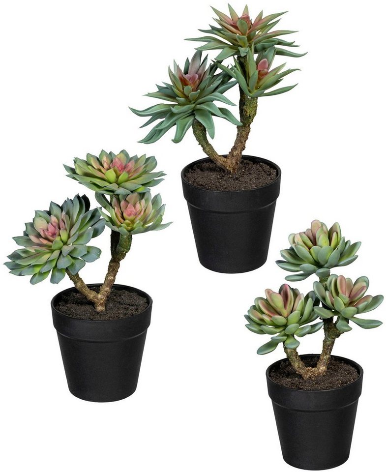 Kunstpflanze Sukkulenten Sukkulenten, Creativ green, Höhe 24 cm, im 3er Set