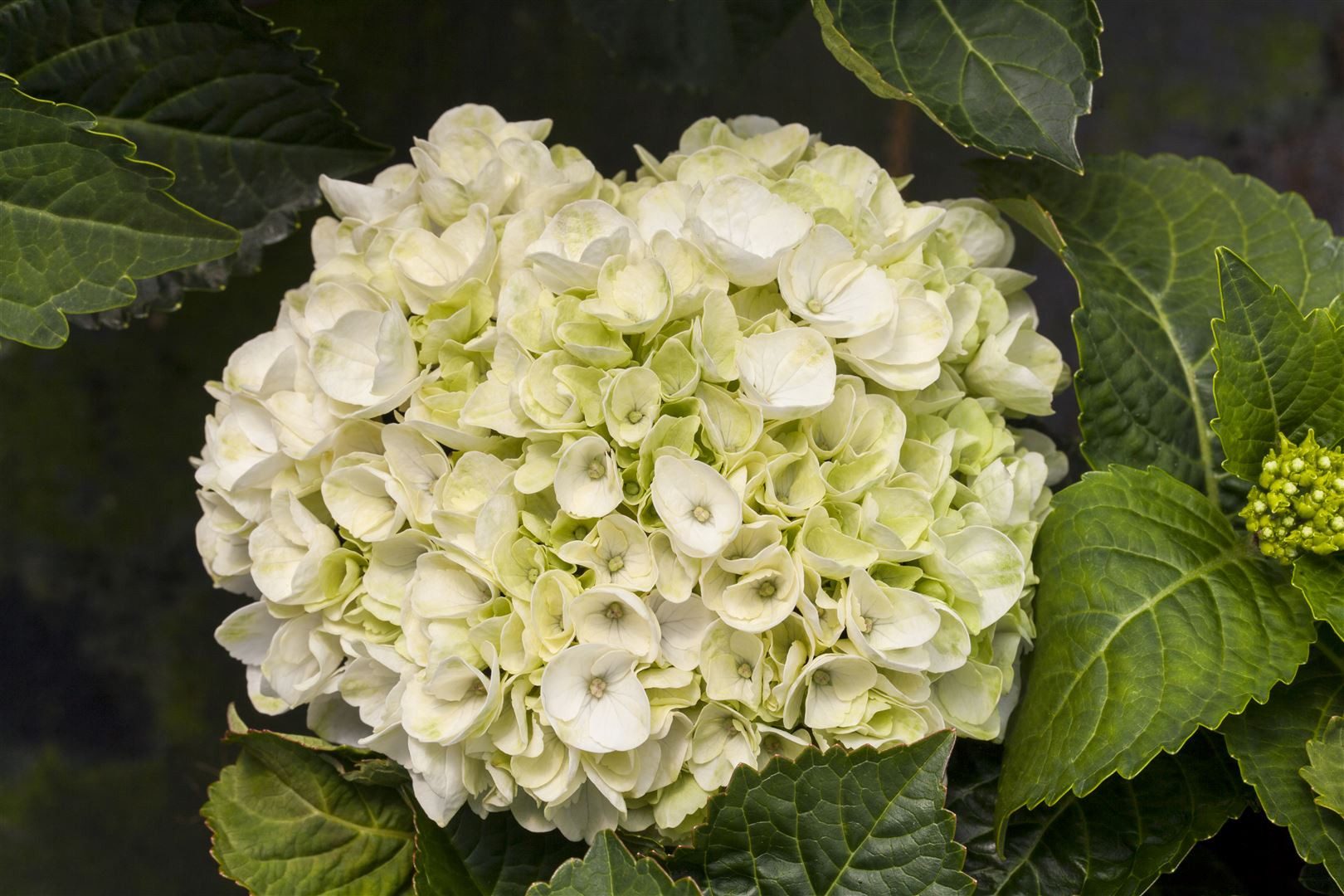 Pflanzen für Dich Gehölze Hydrangea mac. Everbloom White Wonder, 1 St., Gartenhortensie, Bauernhortensie