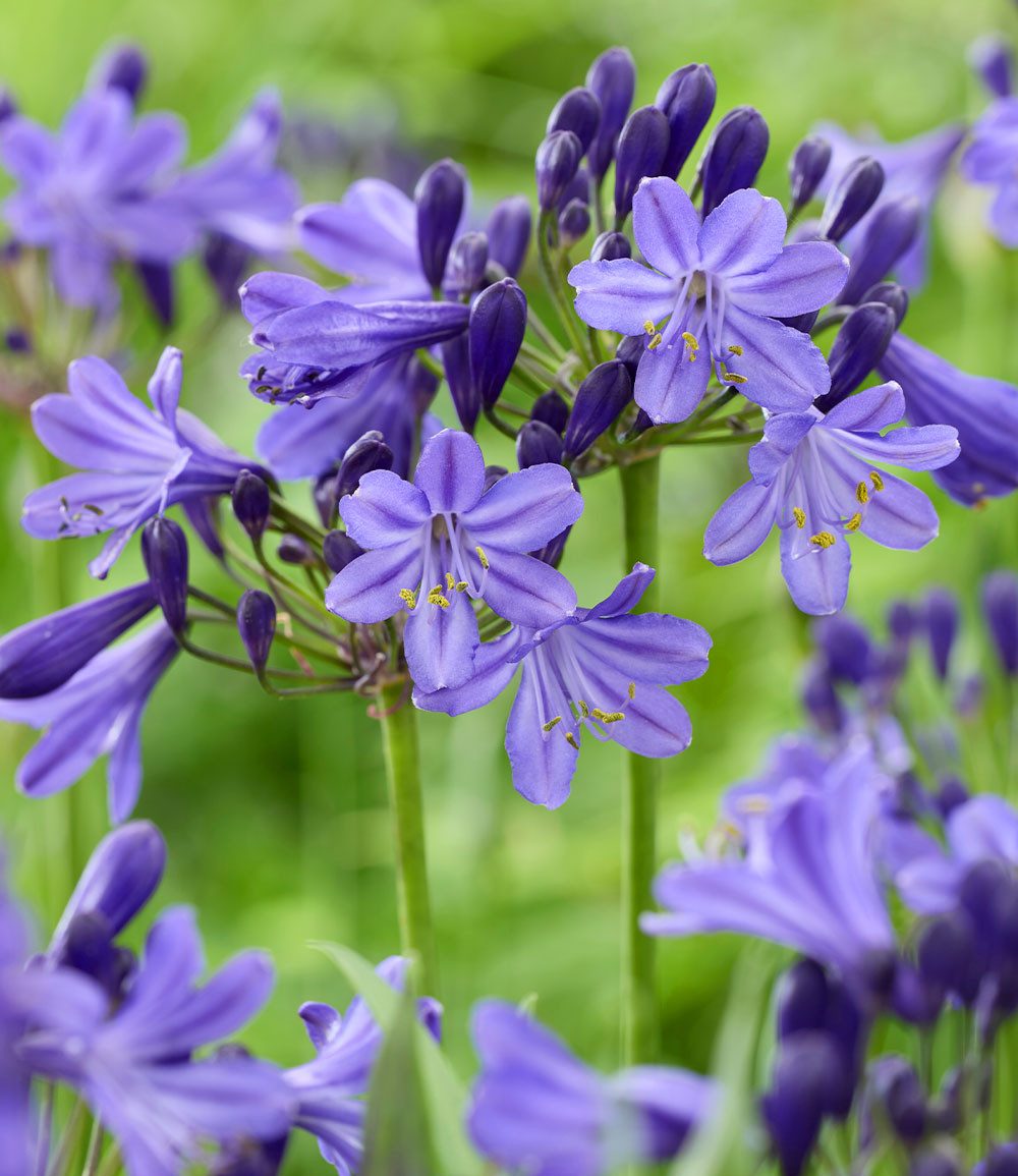 BALDUR Garten Staude Zwerg-Agapanthus 'Fairy Blue®', 1 St., Schmucklilie, reichblühend, bienenfreundlich