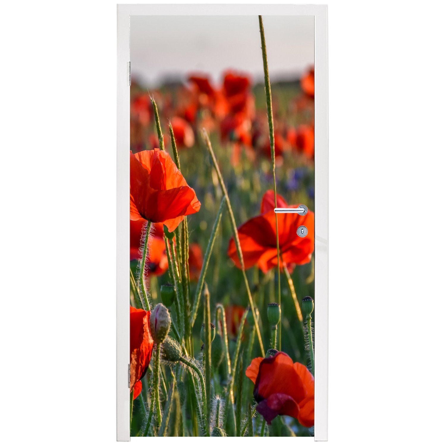 Natur 75x205 Tür, Rot, - bedruckt, Fototapete cm - - MuchoWow St), Türaufkleber, Türtapete Blumen Matt, Mohnblumen für (1