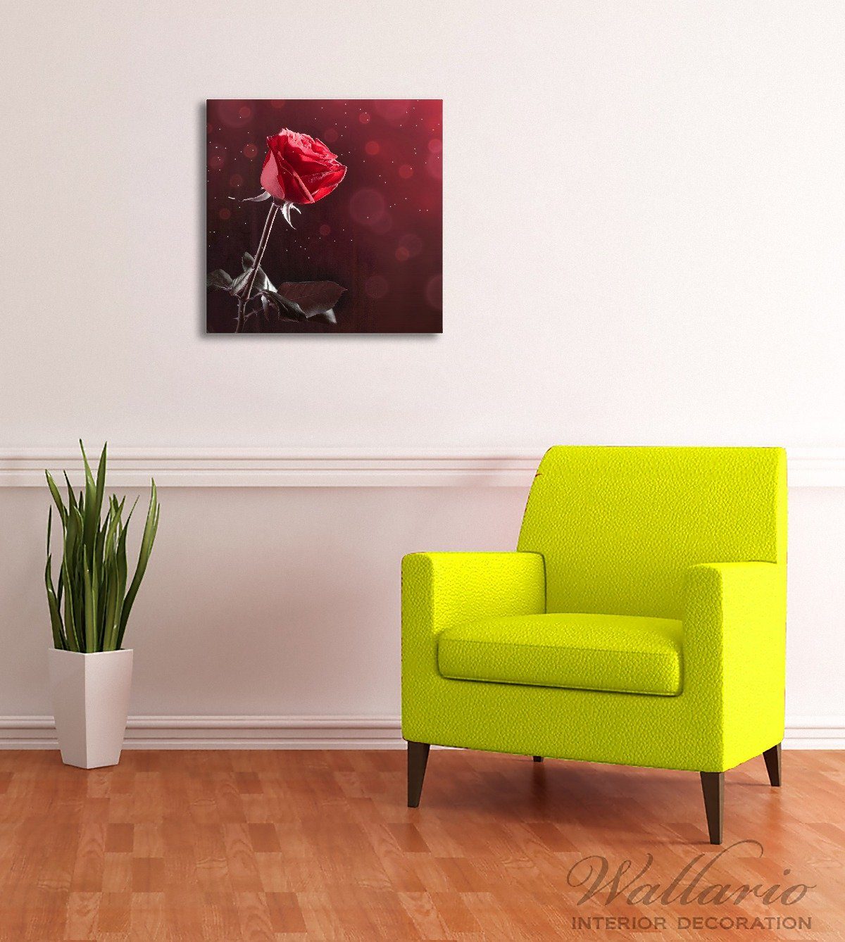 Wallario Leinwandbild, Rote Rose Single, in günstig online kaufen