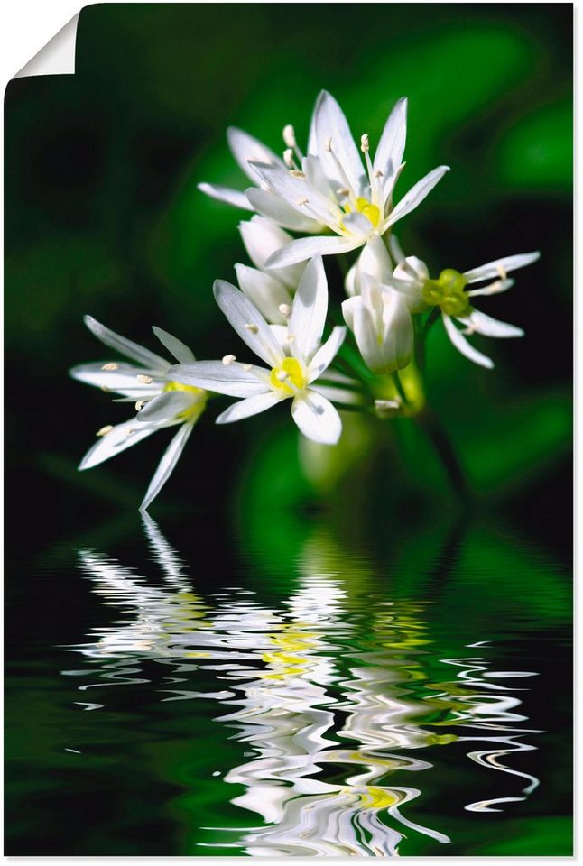 Artland Wandbild Bärlauchblüten mit Wasserspiegelung, Lebensmittel (1 St),  als Alubild, Leinwandbild, Wandaufkleber oder Poster in versch. Größen