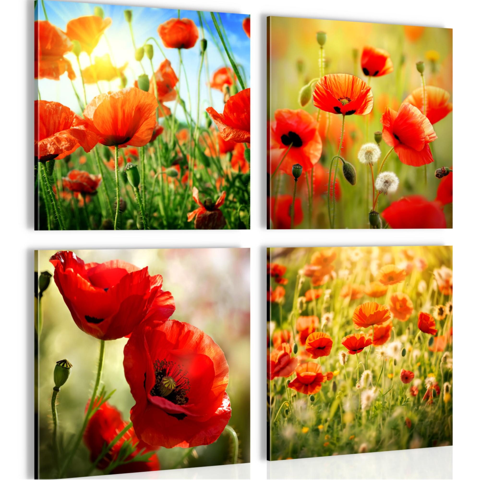 Novart Wandbild AUFHÄNGFERTIG Flur Modern Blumenwiese Mohnblumen Bunt N034643a, 40 x 40 cm - 4 Bilder