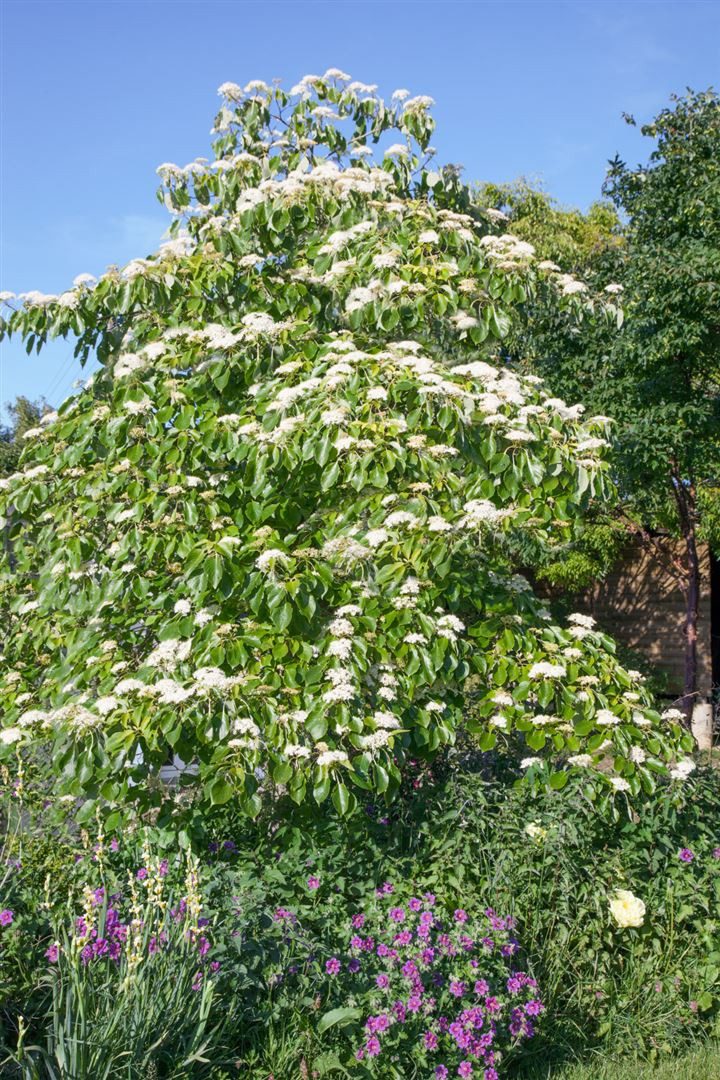 Pflanzen für Dich Gehölze Cornus controversa Laska, 1 St., Etagen-Hartriegel, Riesen-Hartriegel