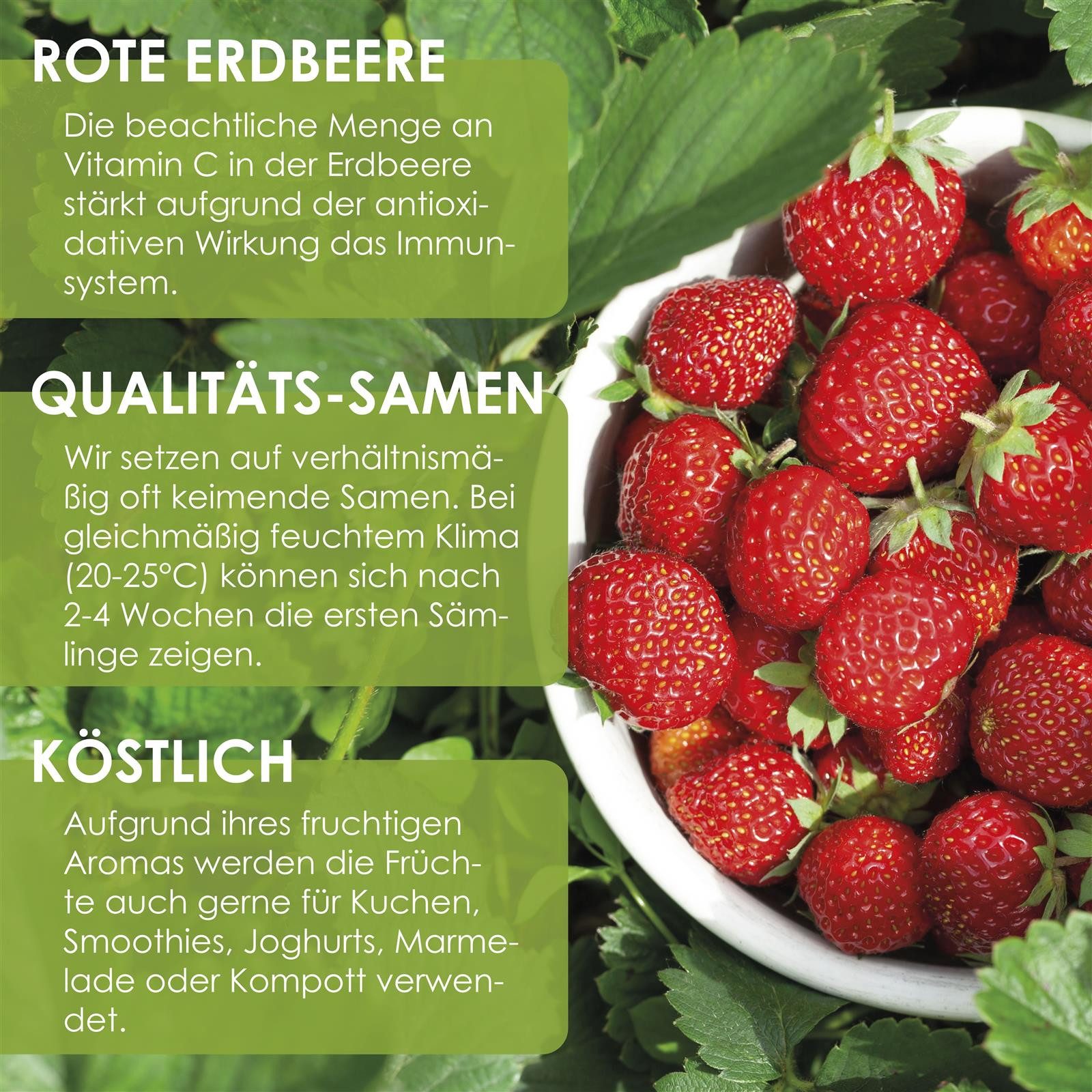 HappySeed Blumensamen Erdbeeren Samen - Fragaria, günstig online kaufen