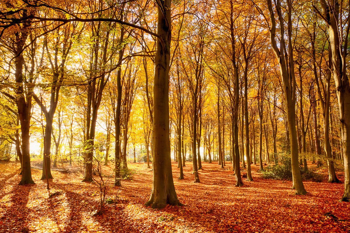 Fototapete Papermoon Herbstwald