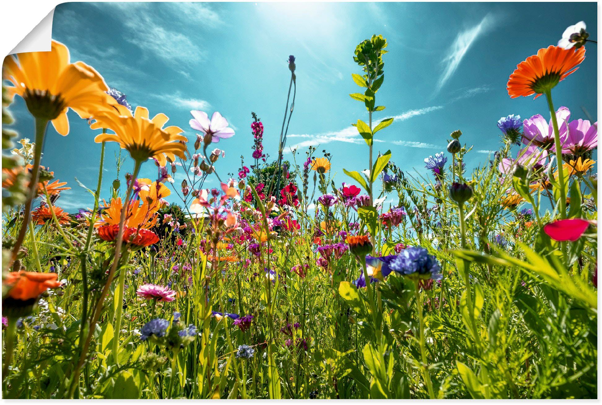 Artland Wandbild Buntes Blumenfeld, Blumenwiese (1 günstig online kaufen