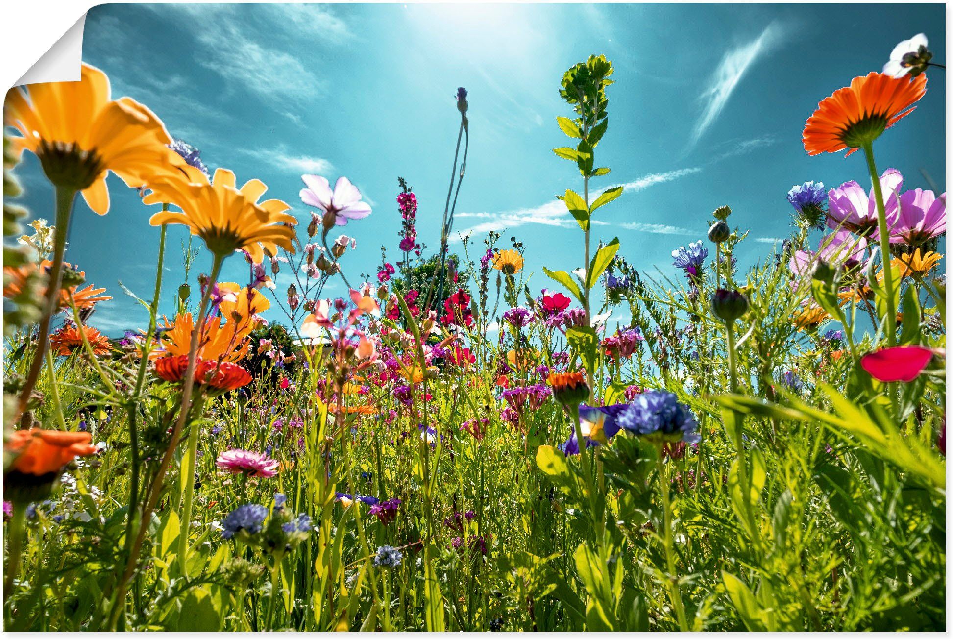 Kasse Artland Wandbild Buntes Blumenfeld, Blumenwiese oder St), Größen versch. Leinwandbild, (1 in Wandaufkleber als Alubild, Poster