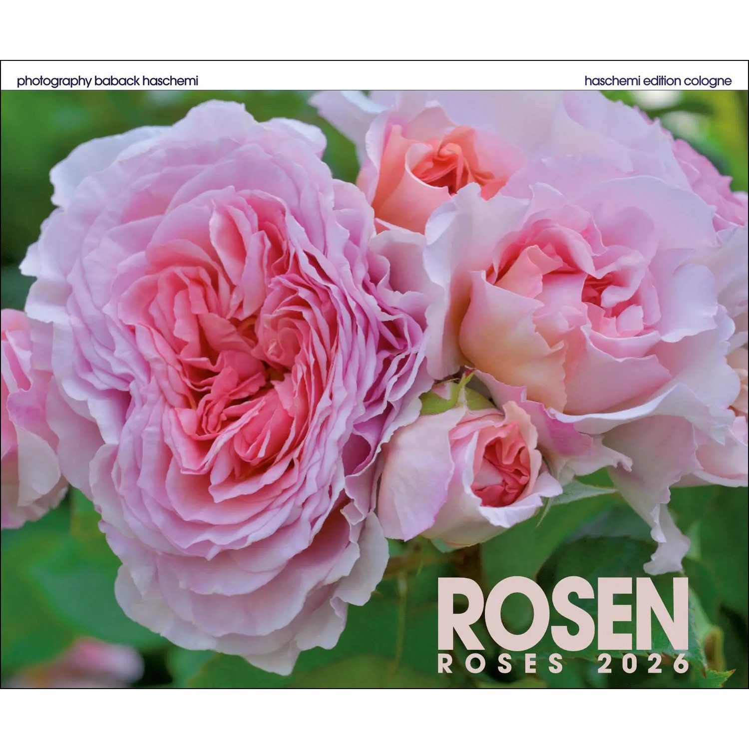 Wandkalender Rosen 2026