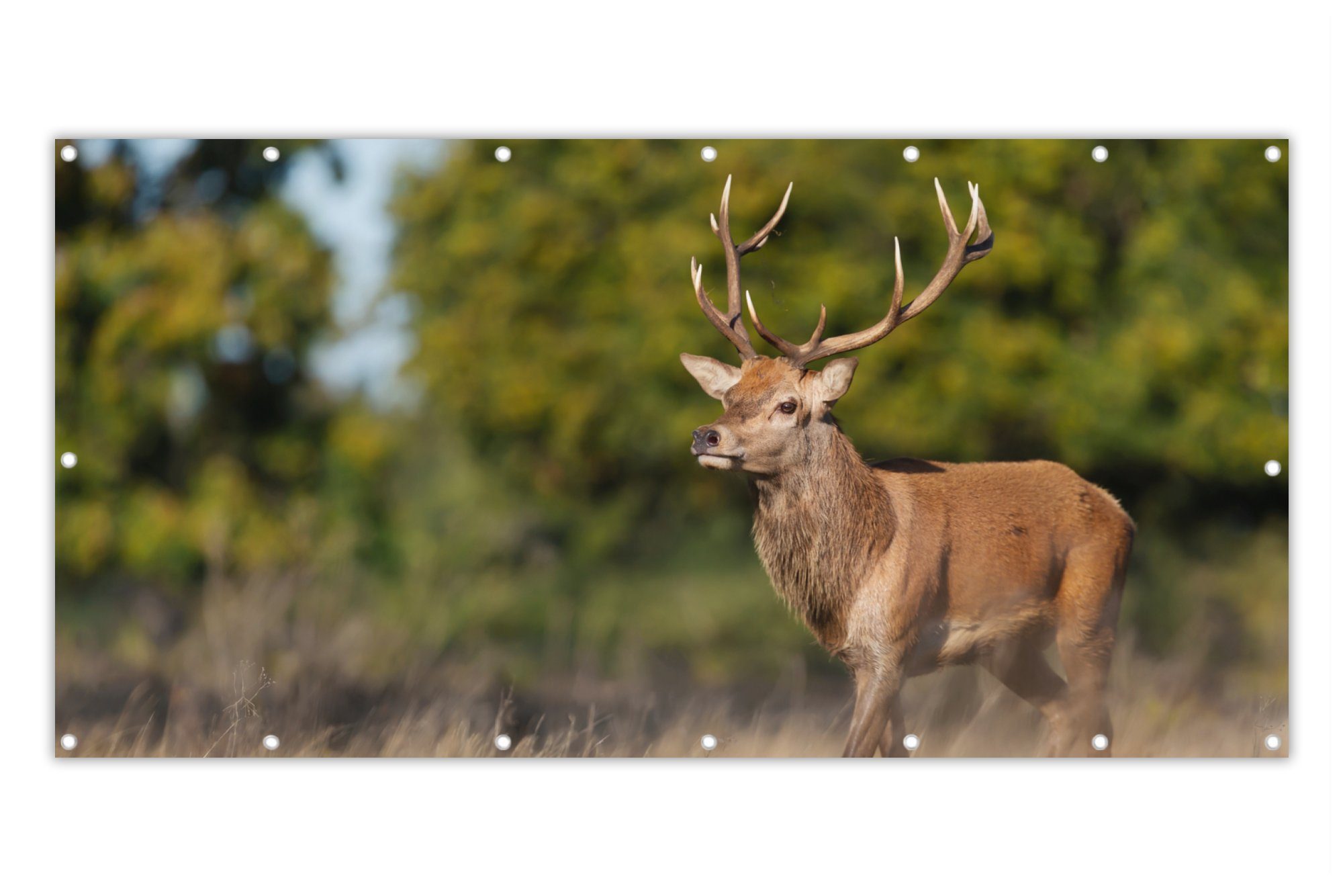 MuchoWow Balkonsichtschutz Tiere - Hirsche - Geweihe - Waldtiere - Natur (1-St) Balkon Sichtschutz 90x200, Windschutz für Zaun PVC, 200x90 cm