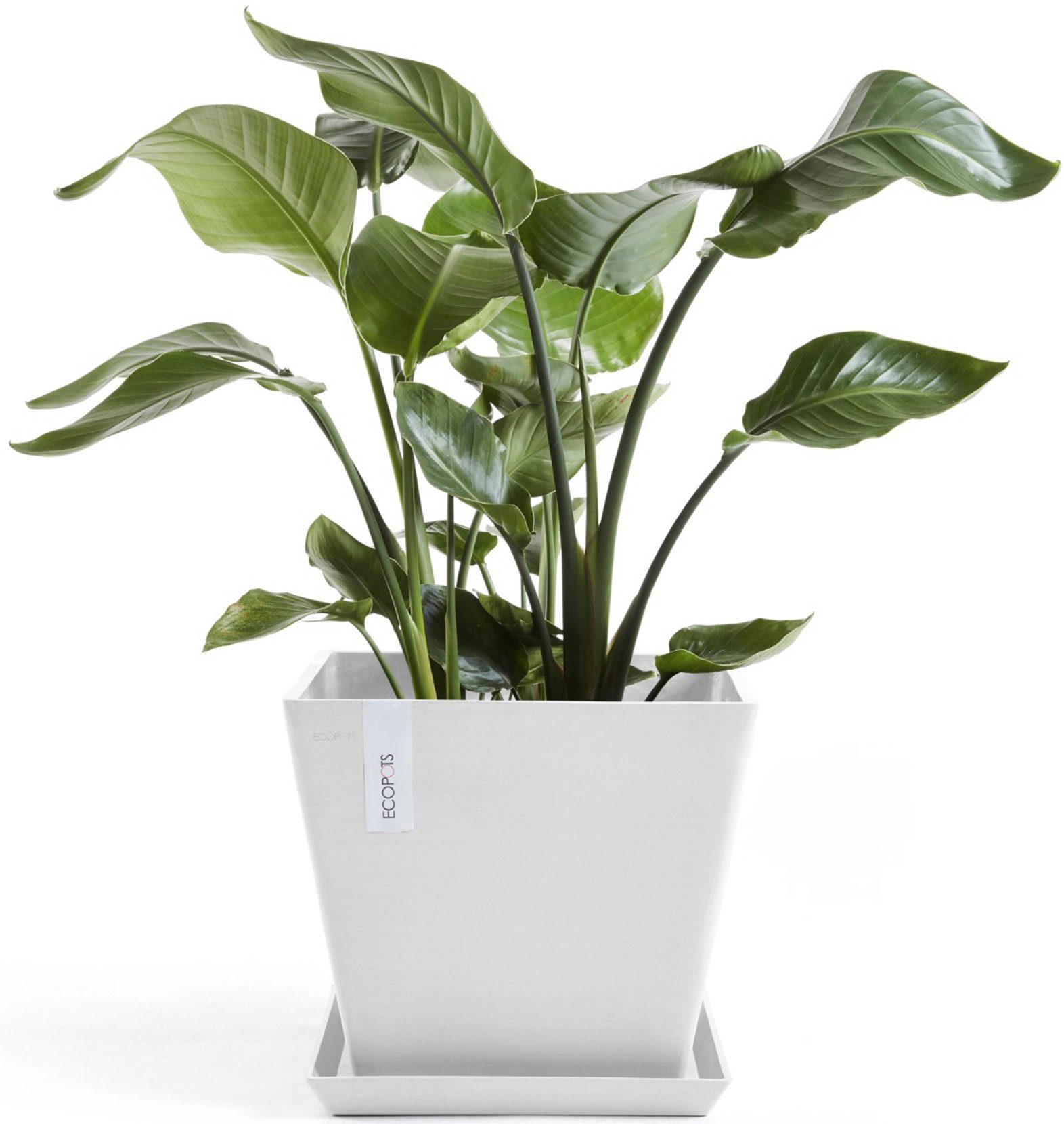 Thumbnail - ECOPOTS Blumentopf Rotterdam 30 Weiß, für innen und außen: frostsicher, bruchsicher und lichtbeständig