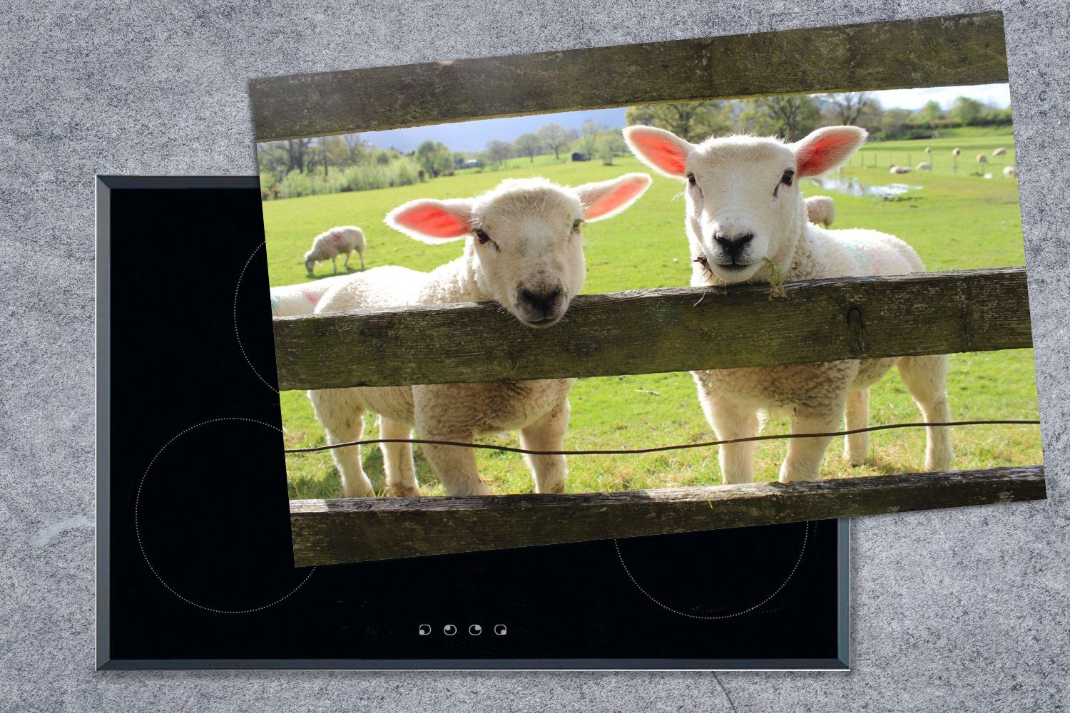 Bauernhof, tlg), die Schutz - küche, Schafe für Induktionskochfeld MuchoWow Herdblende-/Abdeckplatte - Tiere cm, Ceranfeldabdeckung Vinyl, 80x52 (1