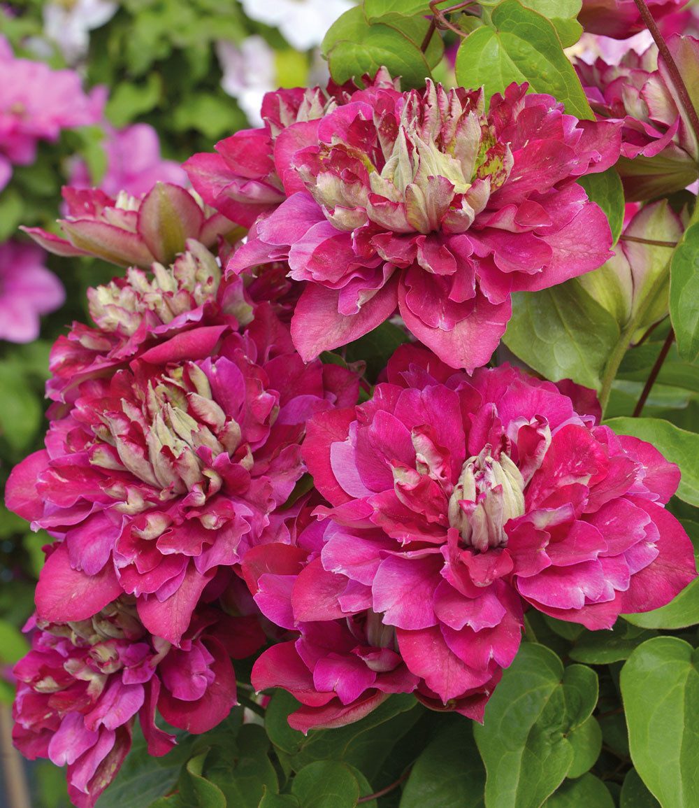 BALDUR Garten Zierstrauch Clematis 'Hot Kisses®', 1 St., Kletterpflanze, gefüllte Blüten, reichblühend,winterhart