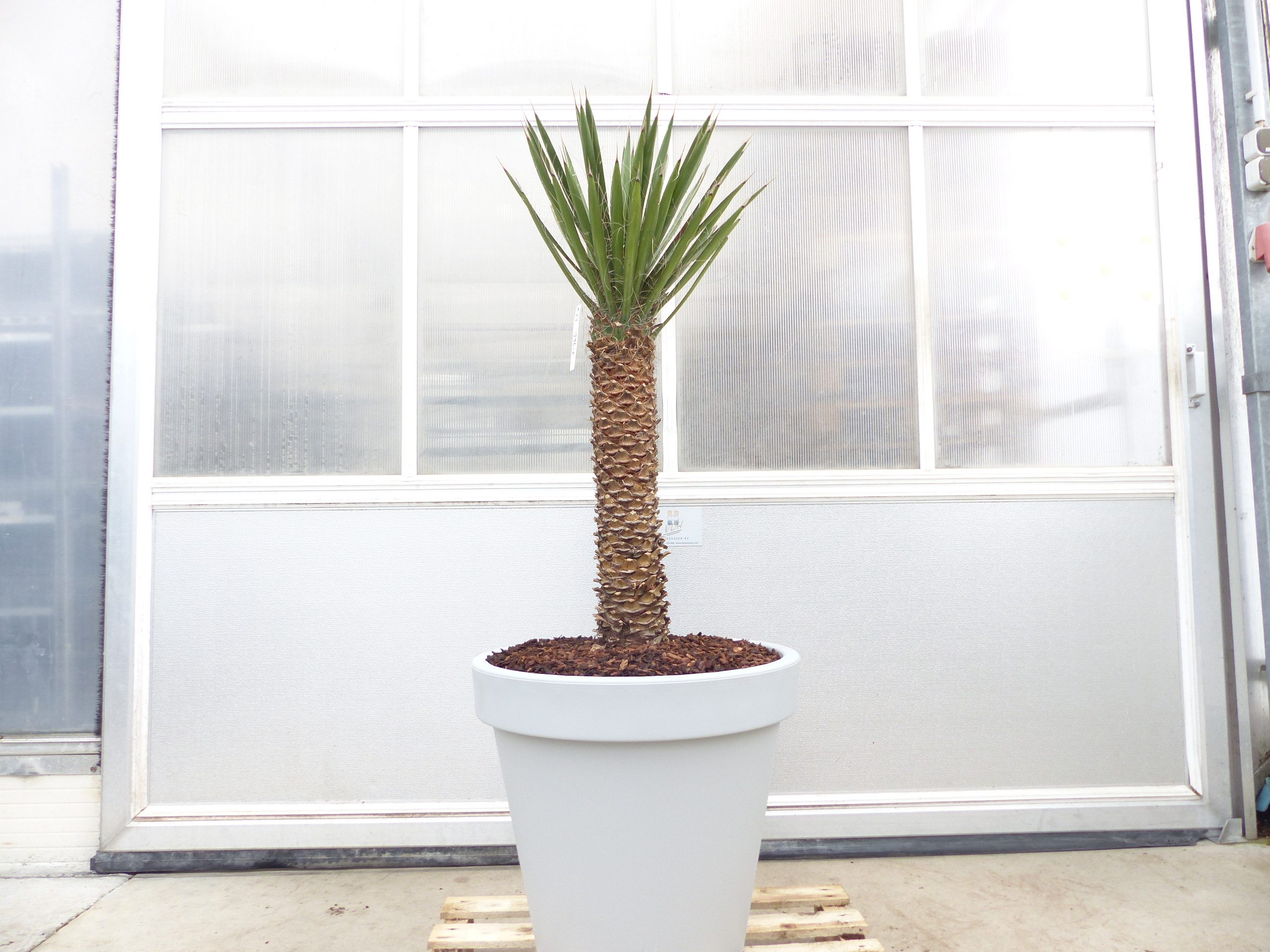 gruenwaren jakubik Baum Yucca Filifera, 150 cm Stamm 58 cm Tambasi Yucca, winterhart -13 Grad