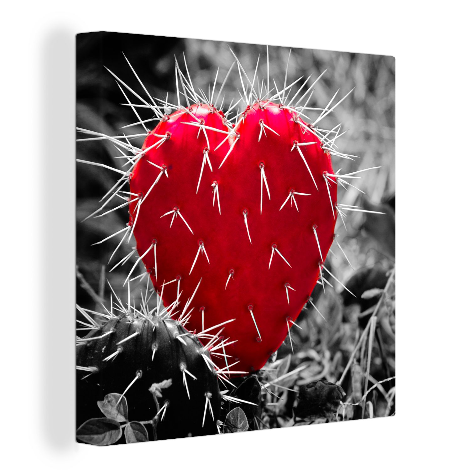 OneMillionCanvasses® Leinwandbild Schwarz-Weiß-Foto mit einem roten herzförmigen Kaktus, (1 St), Leinwand Bilder für Wohnzimmer Schlafzimmer