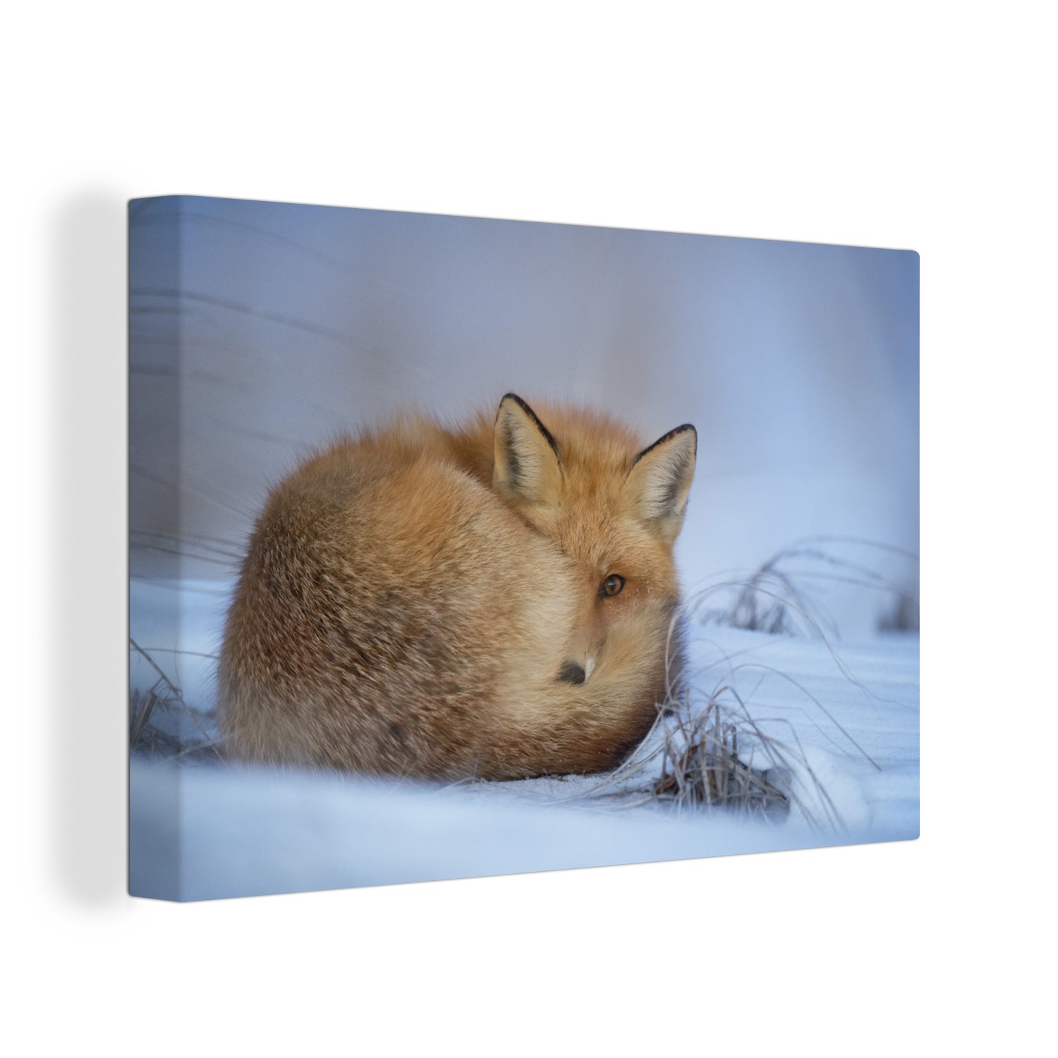 OneMillionCanvasses® Leinwandbild Amerika - Fuchs - Schnee, (1 St), Wandbild Leinwandbilder, Aufhängefertig, Wanddeko, 30x20 cm