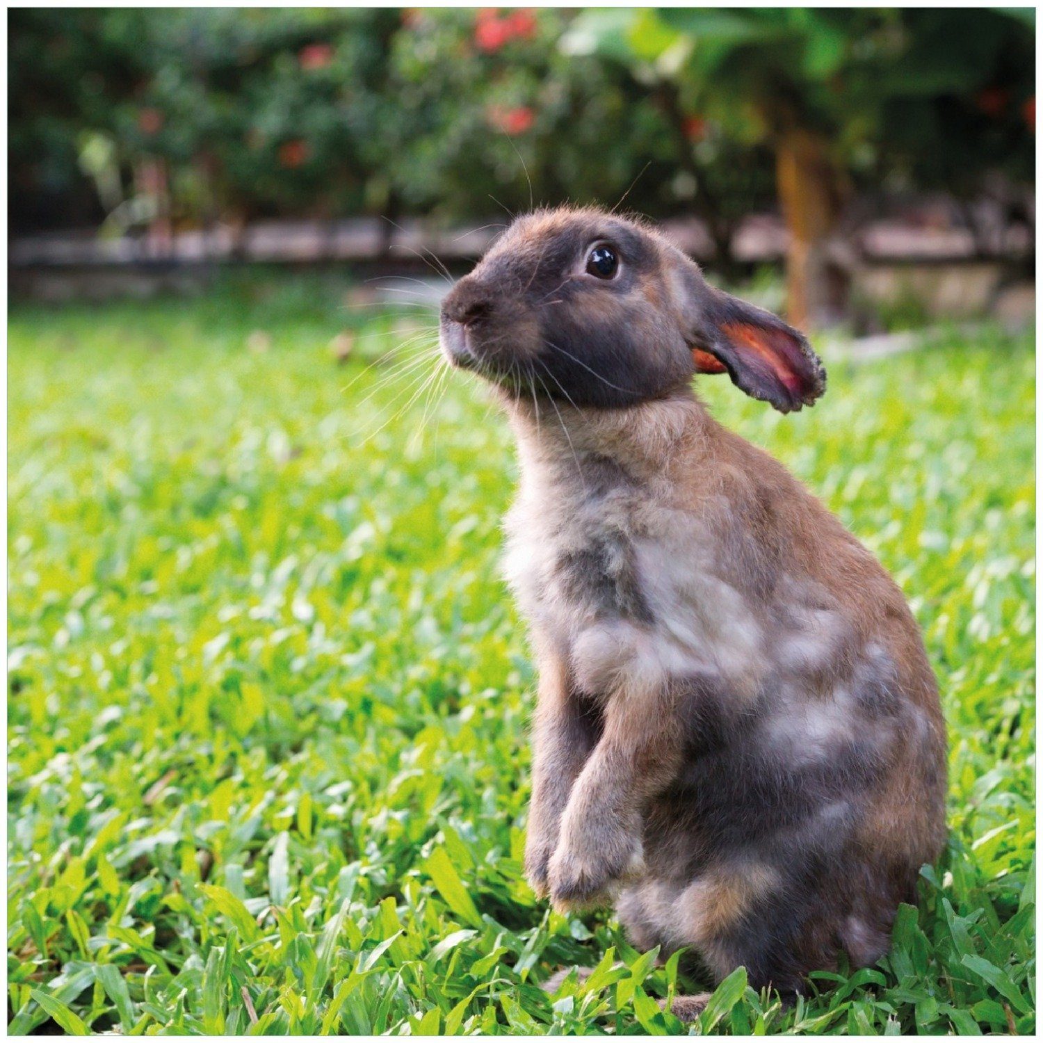 Wallario Memoboard Kaninchen im Garten mit süßem Blick