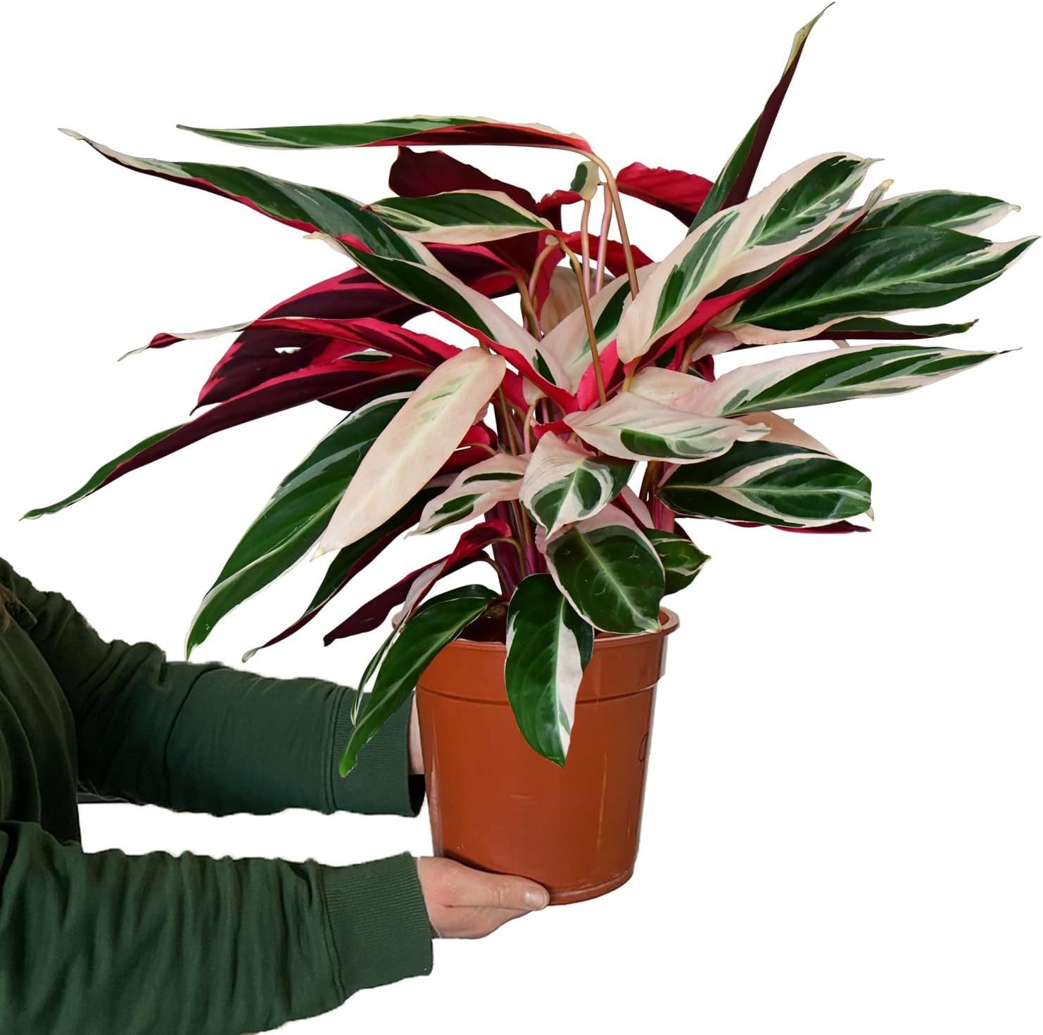 Green Me Up Zimmerpflanze Calathea Triostar No.19, im 19 cm Topf, 50–60 cm hoch, Calathea Stromanthe, ungiftige Zimmerpflanze
