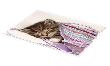 Posterlounge Poster Greg Cuddiford, Schlafende Katze im Beutel, Fotografie