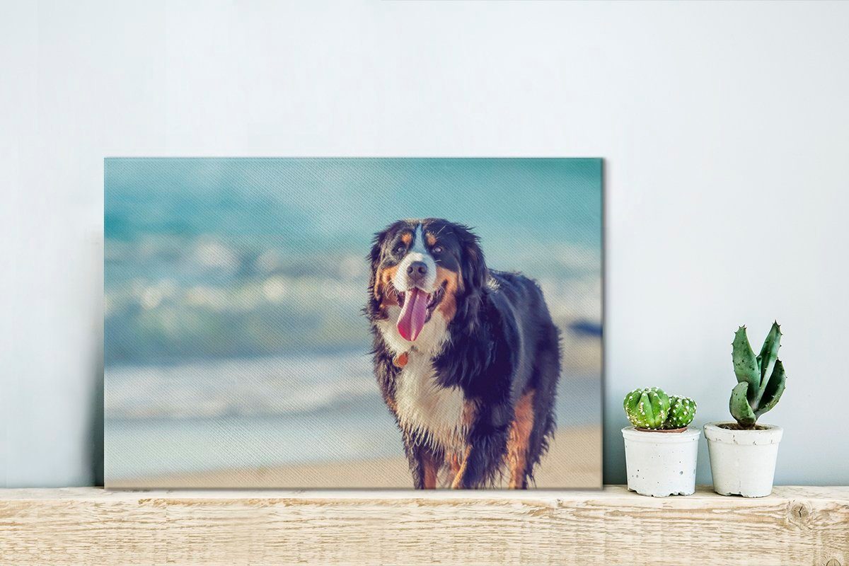 OneMillionCanvasses® Leinwandbild Ein Berner Sennenhund cm St), am Spaziergang Wandbild beim Strand, Leinwandbilder, 30x20 (1 Aufhängefertig, Wanddeko