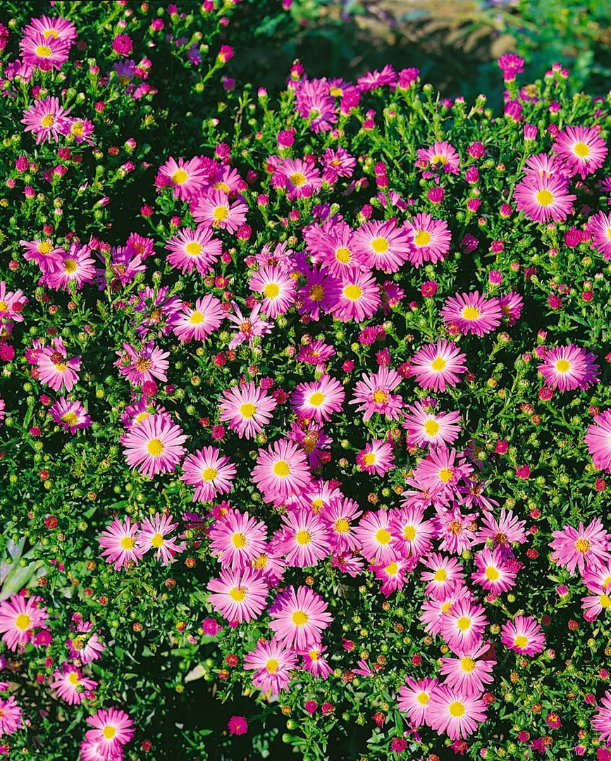 Pflanzen für Dich Staude Aster novi-belgii 'Rosenhügel', 1 St., Glattblatt-Aster, Neubelgien-Aster