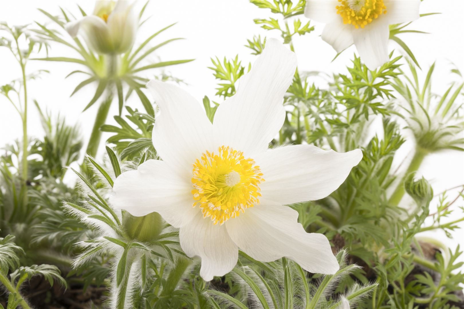 Pflanzen für Dich Staude Pulsatilla vulg. Alba, 1 St., Küchenschelle, Kuhschelle, Wiesenküchenschelle