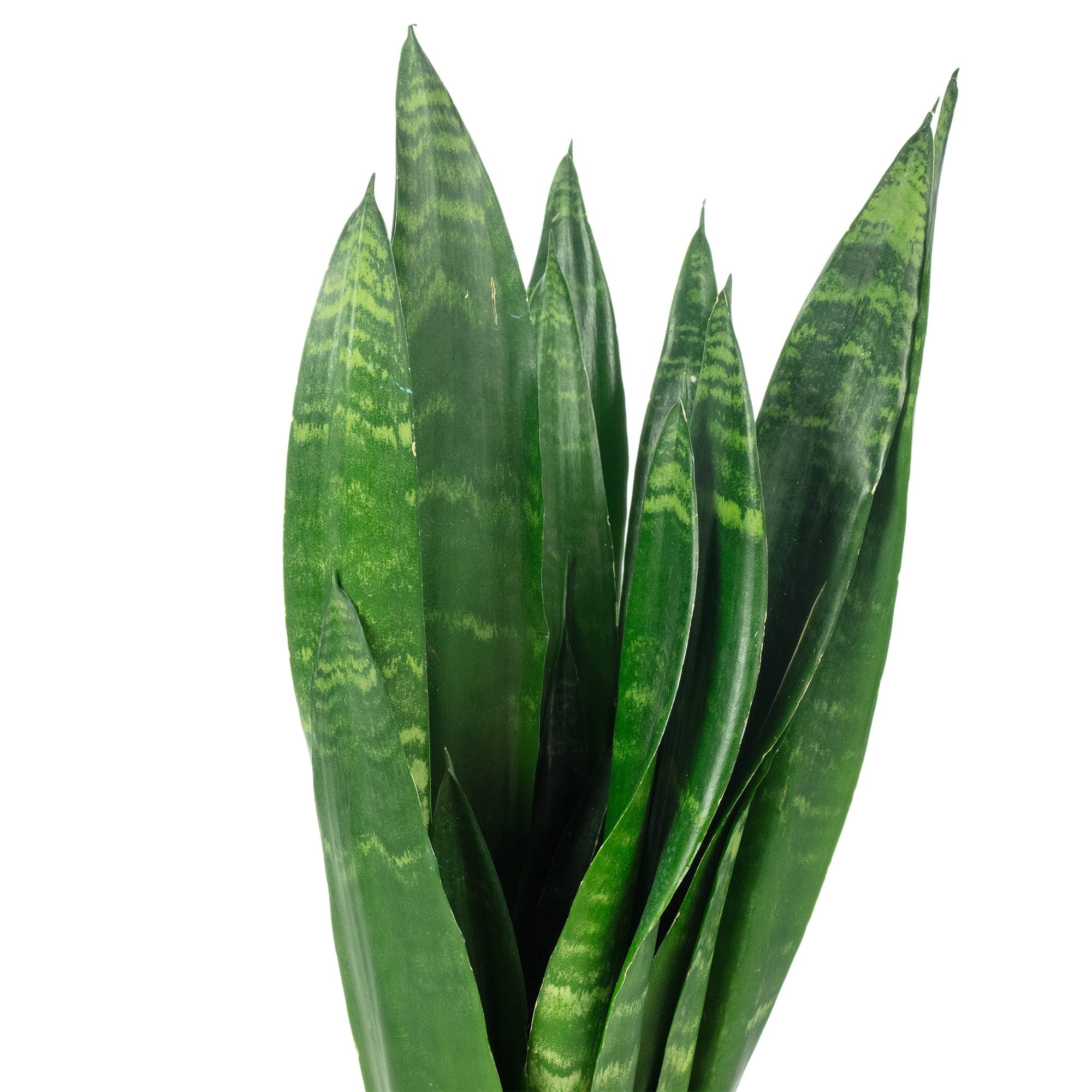 Flowerbox Zimmerpflanze Bogenhanf - Sansevieria trifasciata Black Coral, pflegeleicht - Höhe ca. 35 cm, Topf-Ø 12 cm – Bild 5 von 5