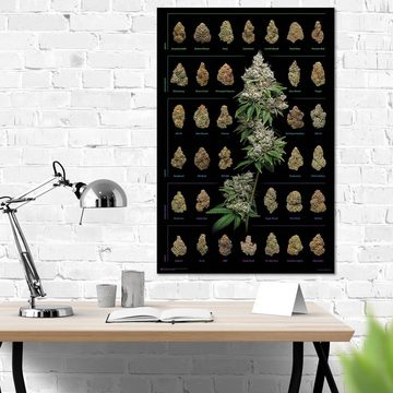 Close Up Poster Cannabis Poster Dank Nugs Marihuana-Sorten 61 x 91,5 cm