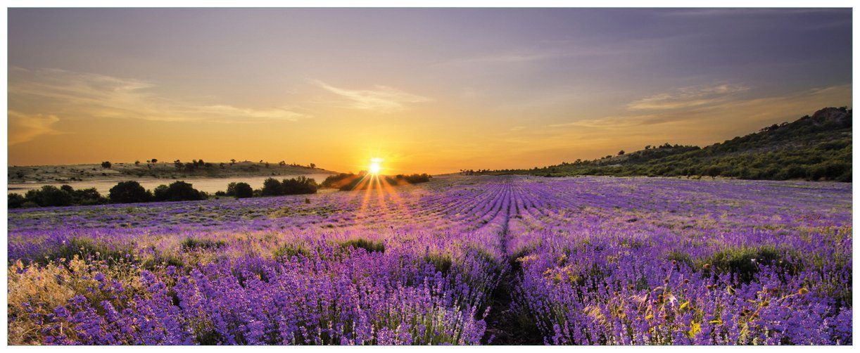 Wallario Glasbild, Sonnenuntergang über dem Lavendel, günstig online kaufen