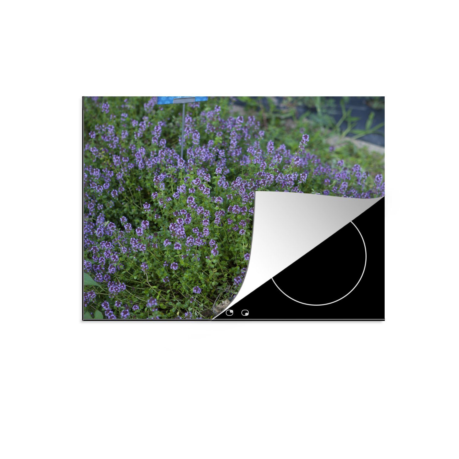 MuchoWow Herdblende-/Abdeckplatte Nahaufnahme der violetten Farben des Thymians in der freien Natur, Vinyl, (1 tlg), Induktionsschutz - Herdabdeckung Matte von Hitzebeständiges Vinyl, das perfekte, rollbare Material für jedes Kochfeld - vergrößert die Arbeitsfläche - Küchen Dekoration - Induktionsherd Abdeckung Induktionskochfeld