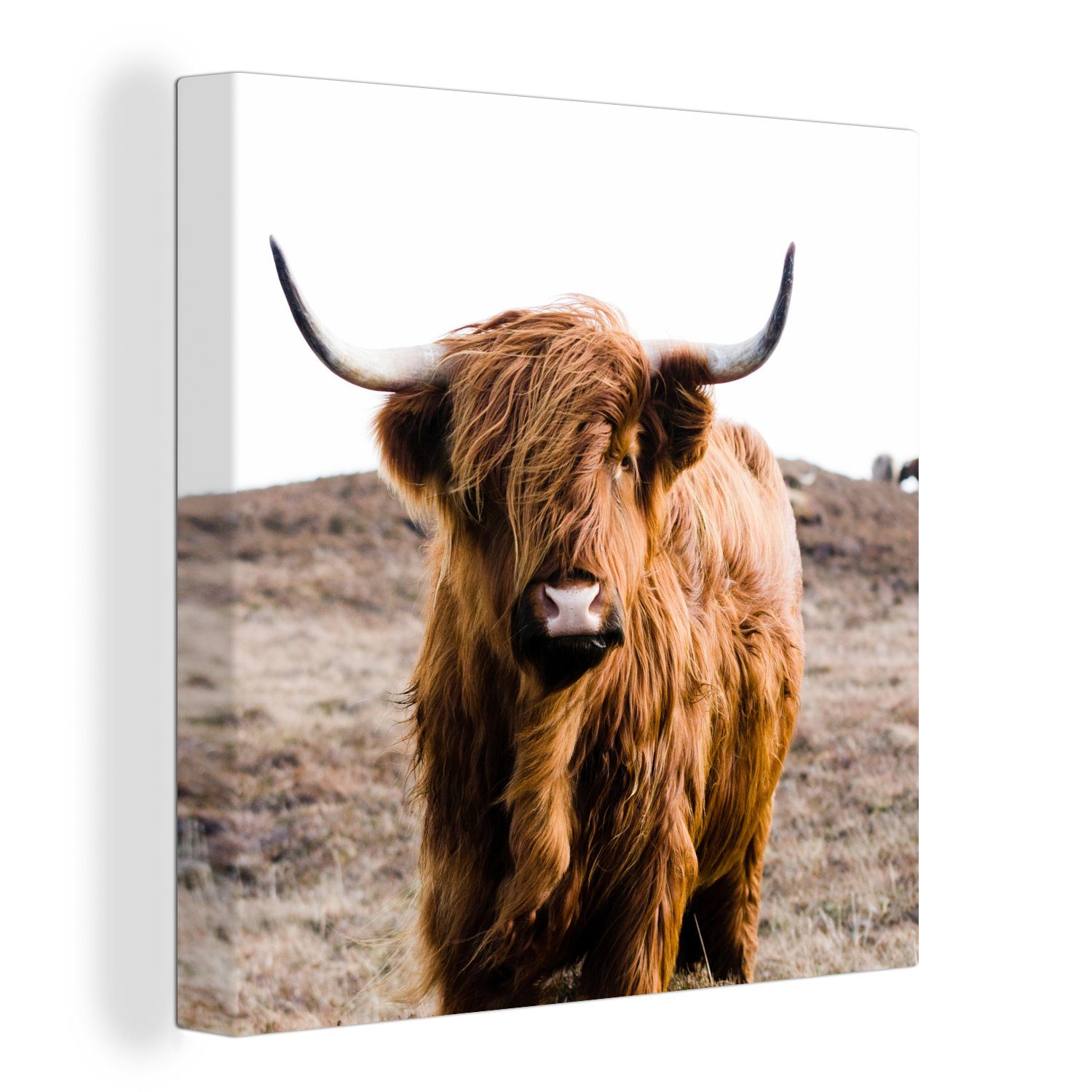 OneMillionCanvasses® Leinwandbild Schottische Highlander - Landschaft - Kuh - Braun - Tiere - Natur, (1 St), Leinwand Bilder für Wohnzimmer Schlafzimmer