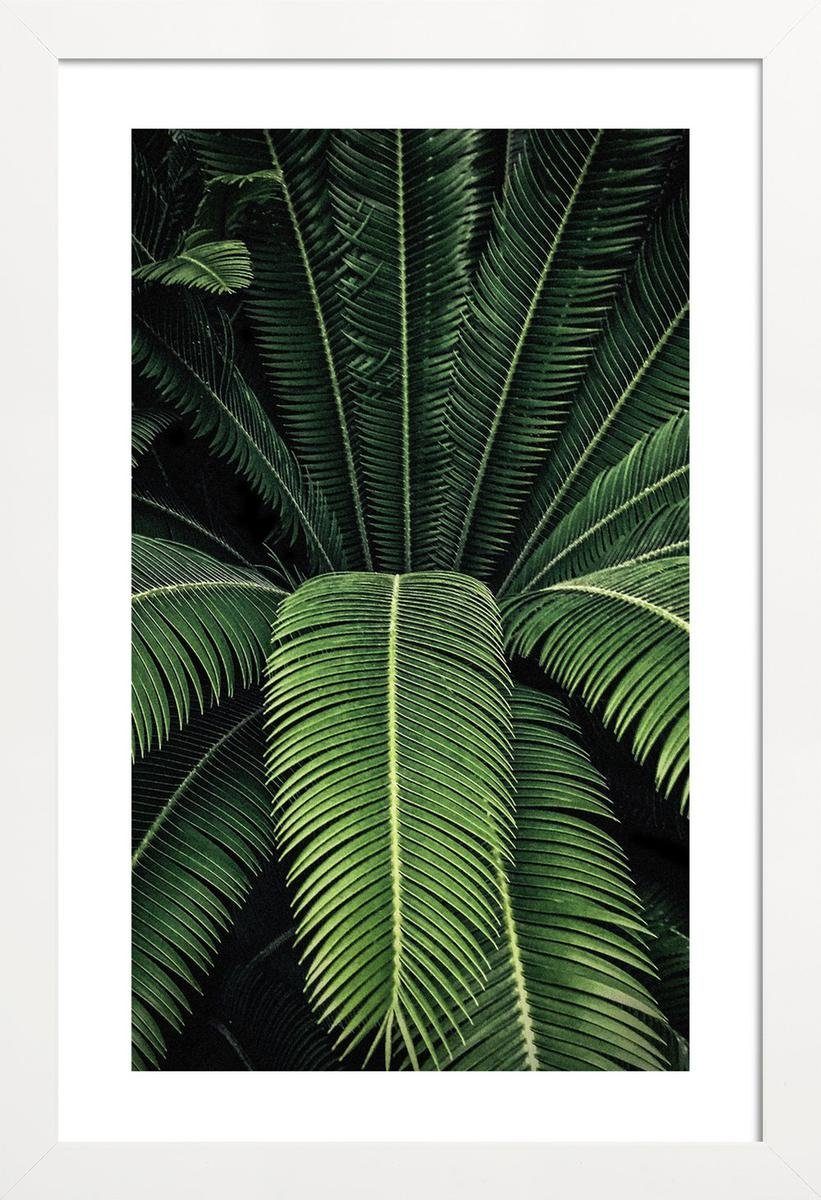 Juniqe einem weißen Rand breiten, Fine-Art-Print 1 & St), Fauna Flora (1 in Poster Poster mit Galeriequalität Holzrahmen, mit cm