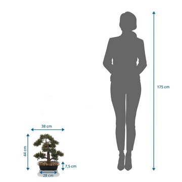 Künstliche Zimmerpflanze Deko Pflanzen, bümö, Höhe 44 cm, Kunstpflanze: Bonsai / Bonsaibaum für innen- und außen