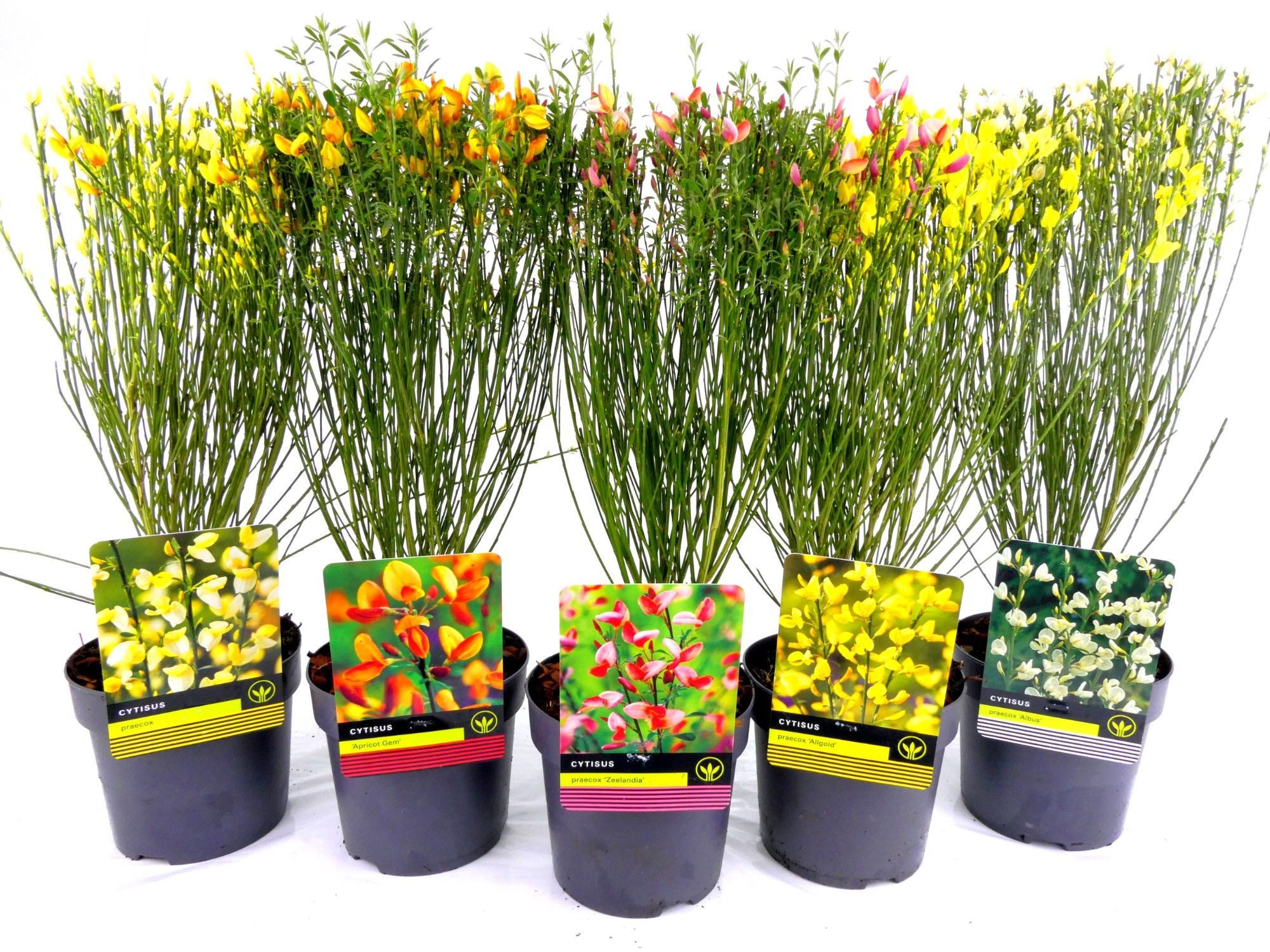 meinvipshop Hecken Edelginster Cytisus 5er Set
