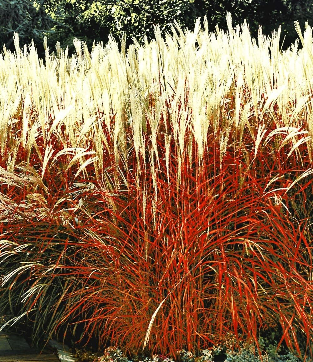 BALDUR Garten Gräser Ziergras 'Indian Summer', 3 St., Chinaschilf,winterhart, mehrjährig, pflegeleicht