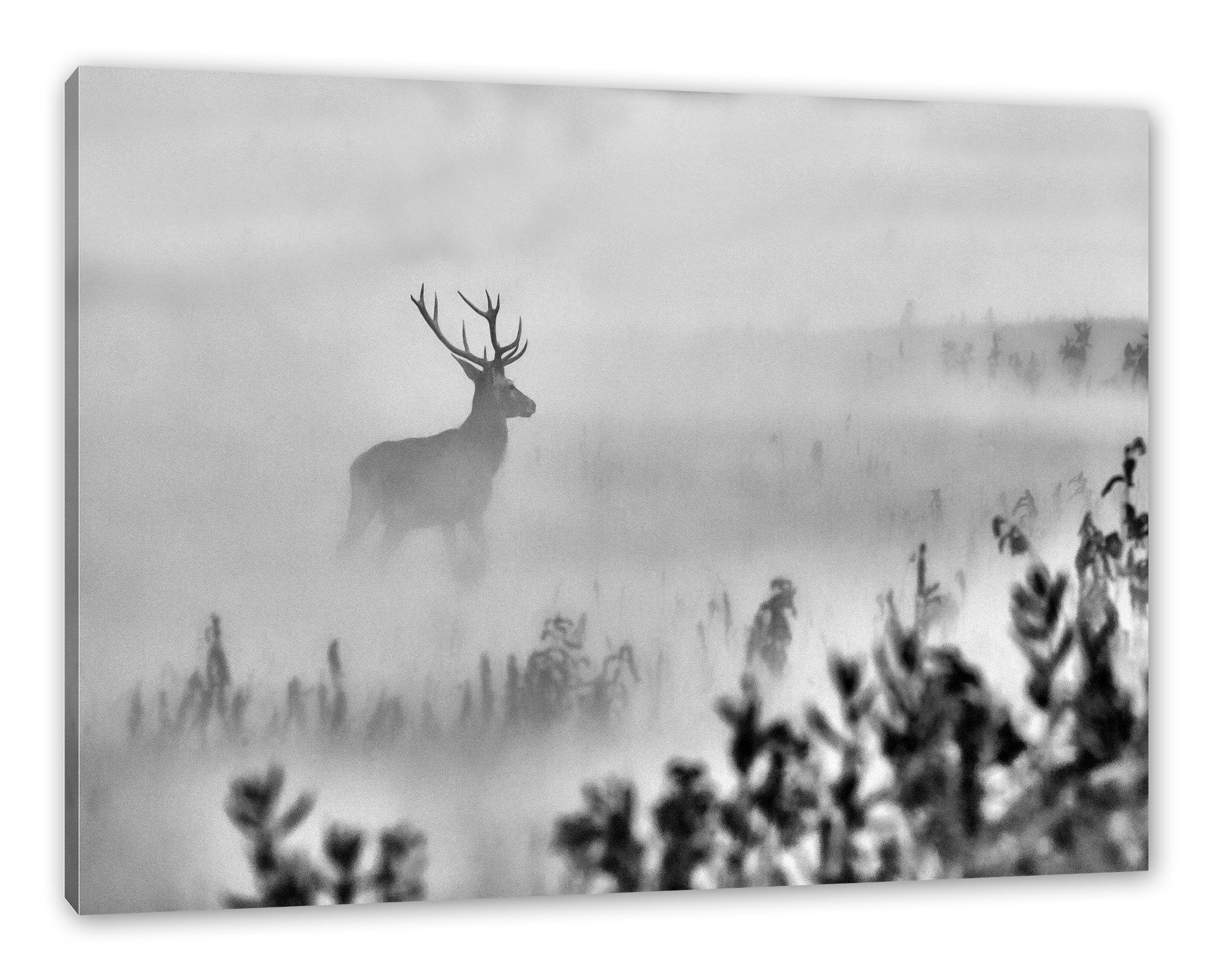 inkl. Hirsch St), im Leinwandbild Leinwandbild Hirsch (1 fertig Pixxprint im Zackenaufhänger Nebel, bespannt, Nebel