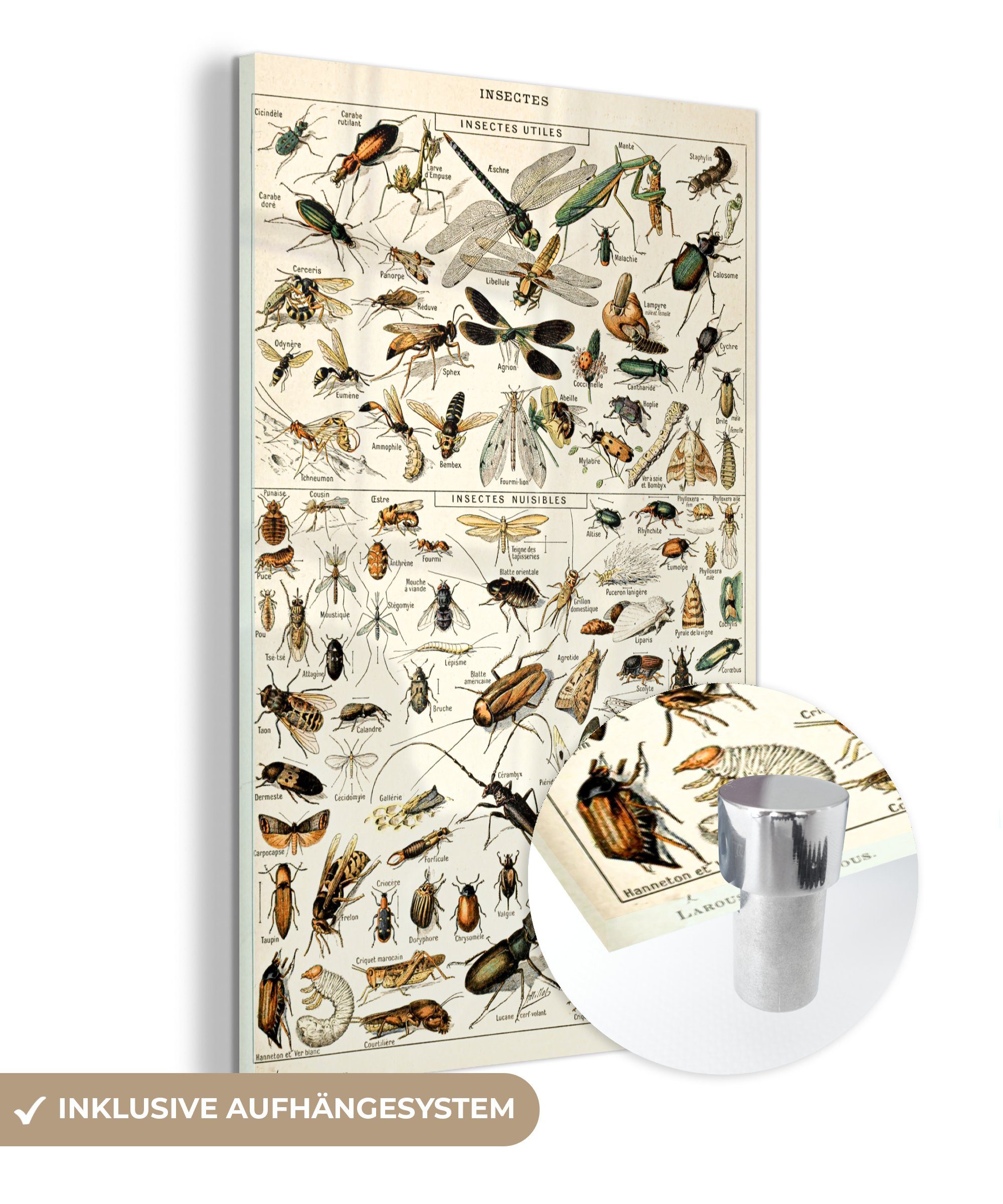 MuchoWow Acrylglasbild Tier - Insekt - Käfer, (1 St), Glasbilder - Bilder auf Glas Wandbild - Foto auf Glas - Wanddekoration