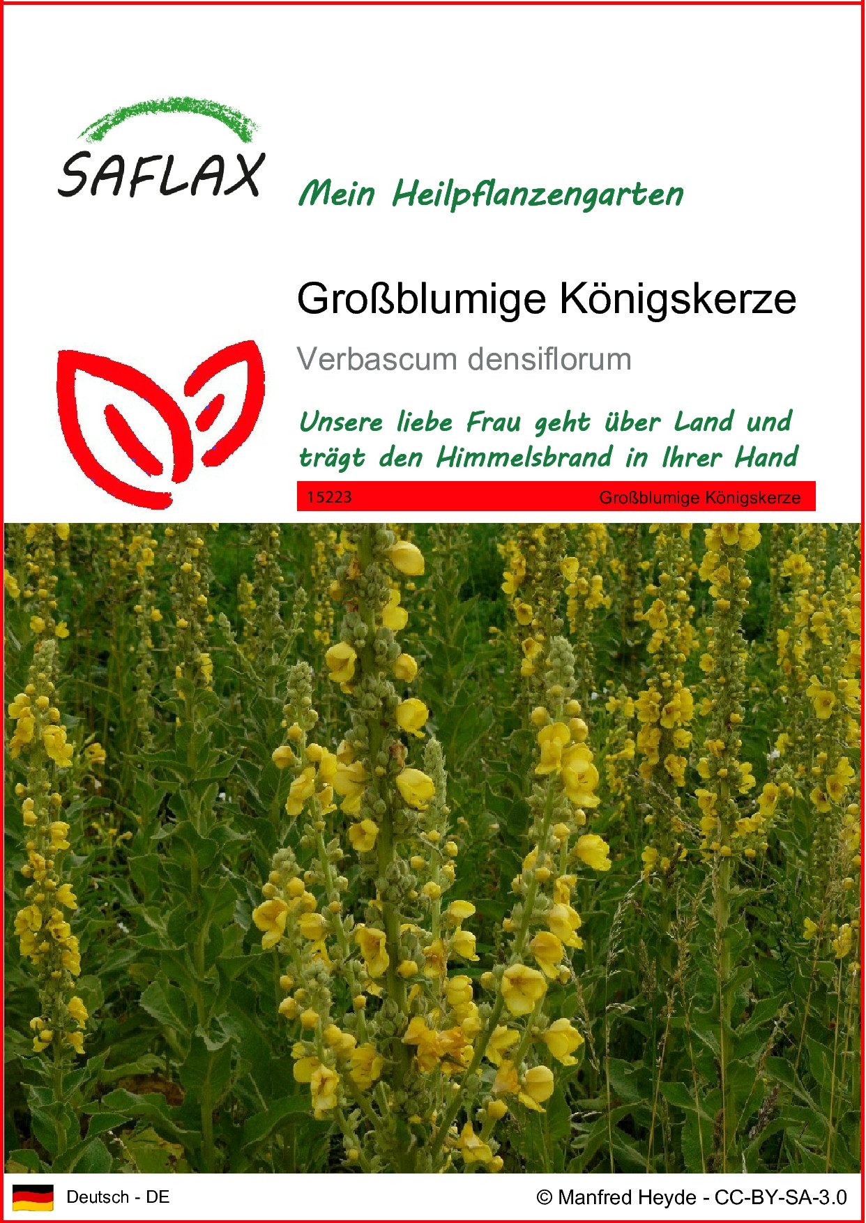 SAFLAX Blumensamen SAFLAX - Samen - Großblumige Königskerze