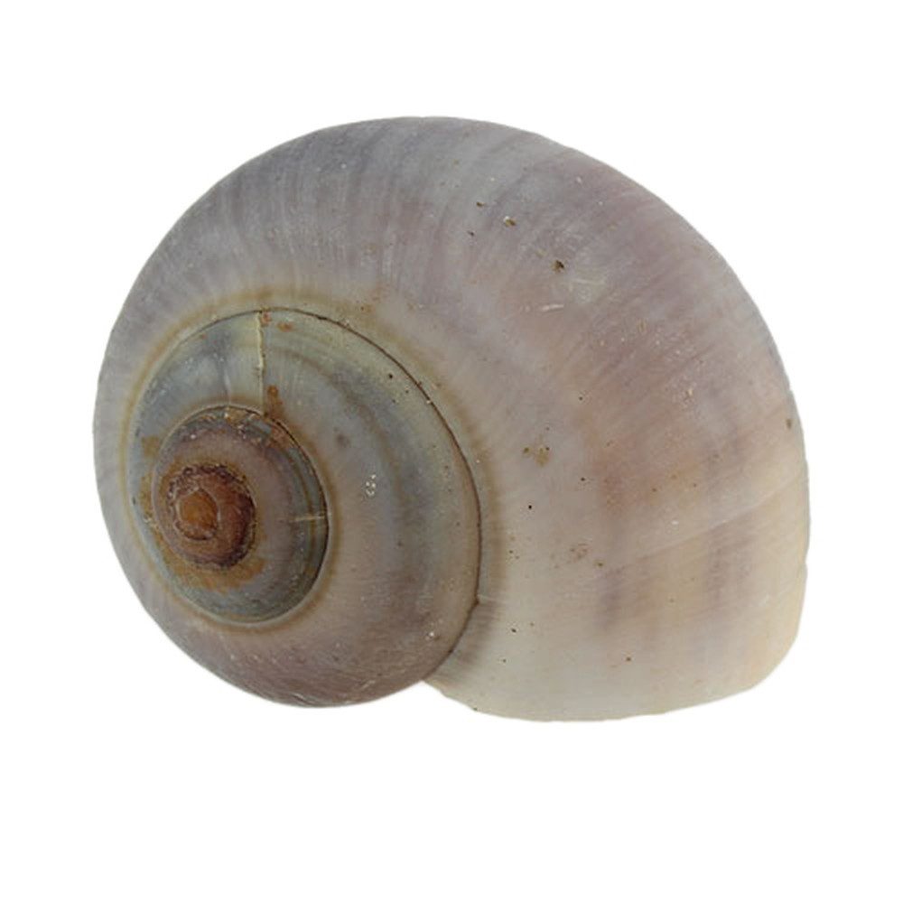 Viana Bastelnaturmaterial Natürliche Deko-Schneckenhäuser 1kg - günstig online kaufen