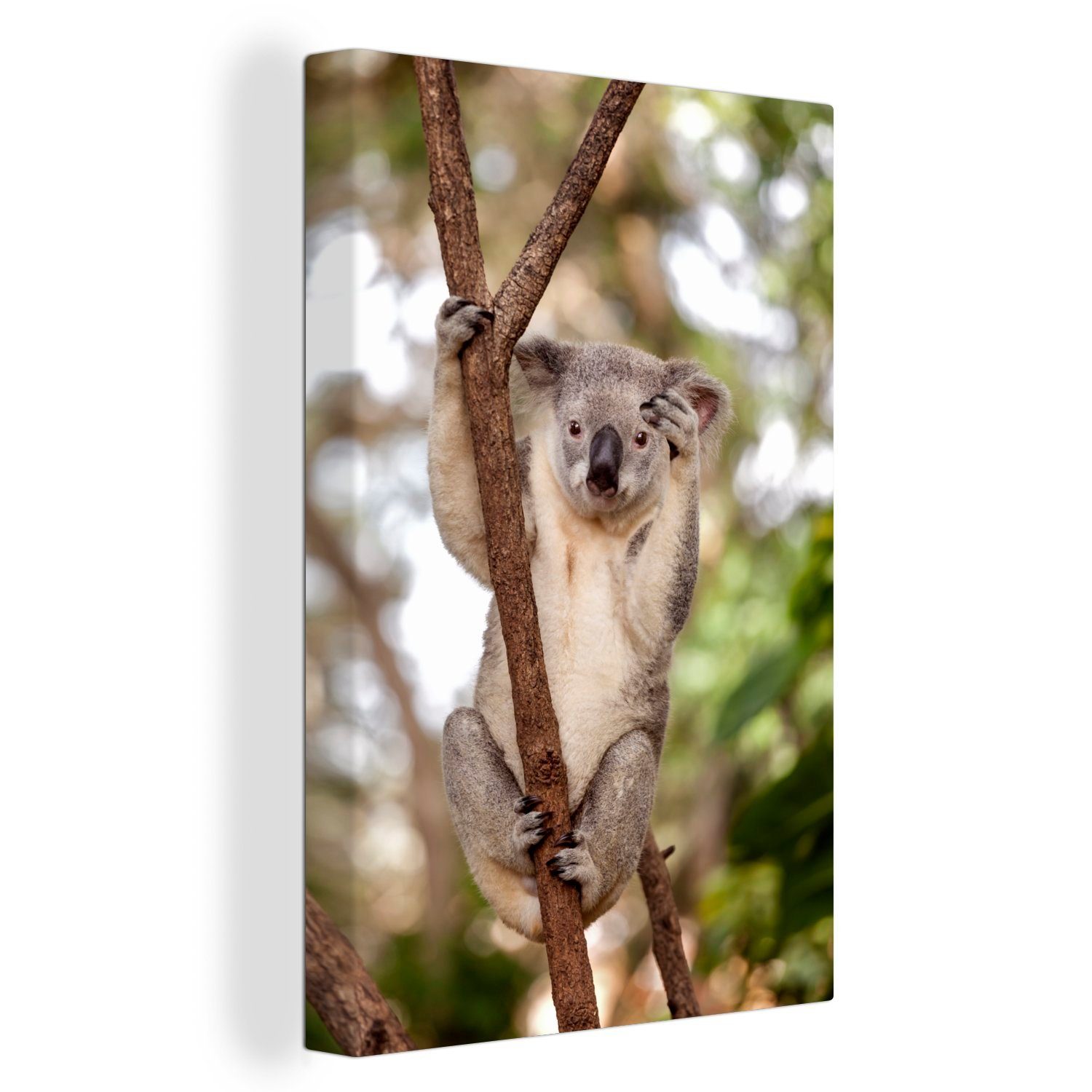 OneMillionCanvasses® Leinwandbild Koala - Äste - Tier - Kinder - Jungen - Mädchen, (1 St), Leinwandbild fertig bespannt inkl. Zackenaufhänger, Gemälde, 20x30 cm
