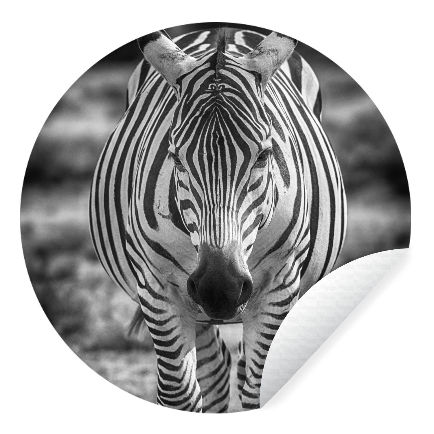 MuchoWow Wandsticker Zebra im Gras (1 St), Tapetenkreis für Kinderzimmer, Tapetenaufkleber, Rund, Wohnzimmer