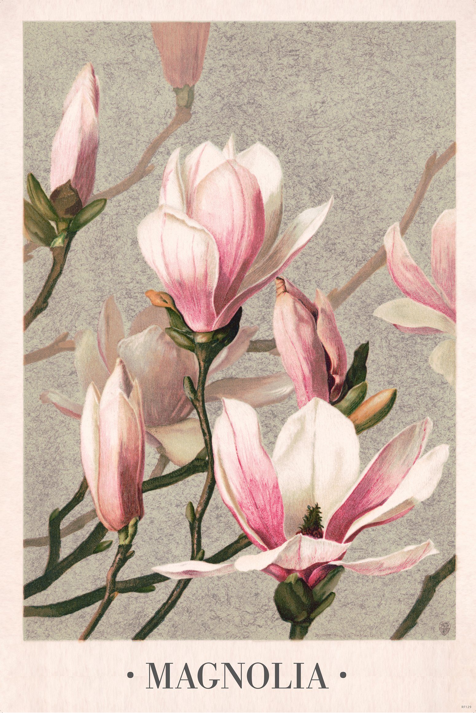 Close Up Poster Magnolia Poster L. Prang & Co 1886 61 x 91,5 cm