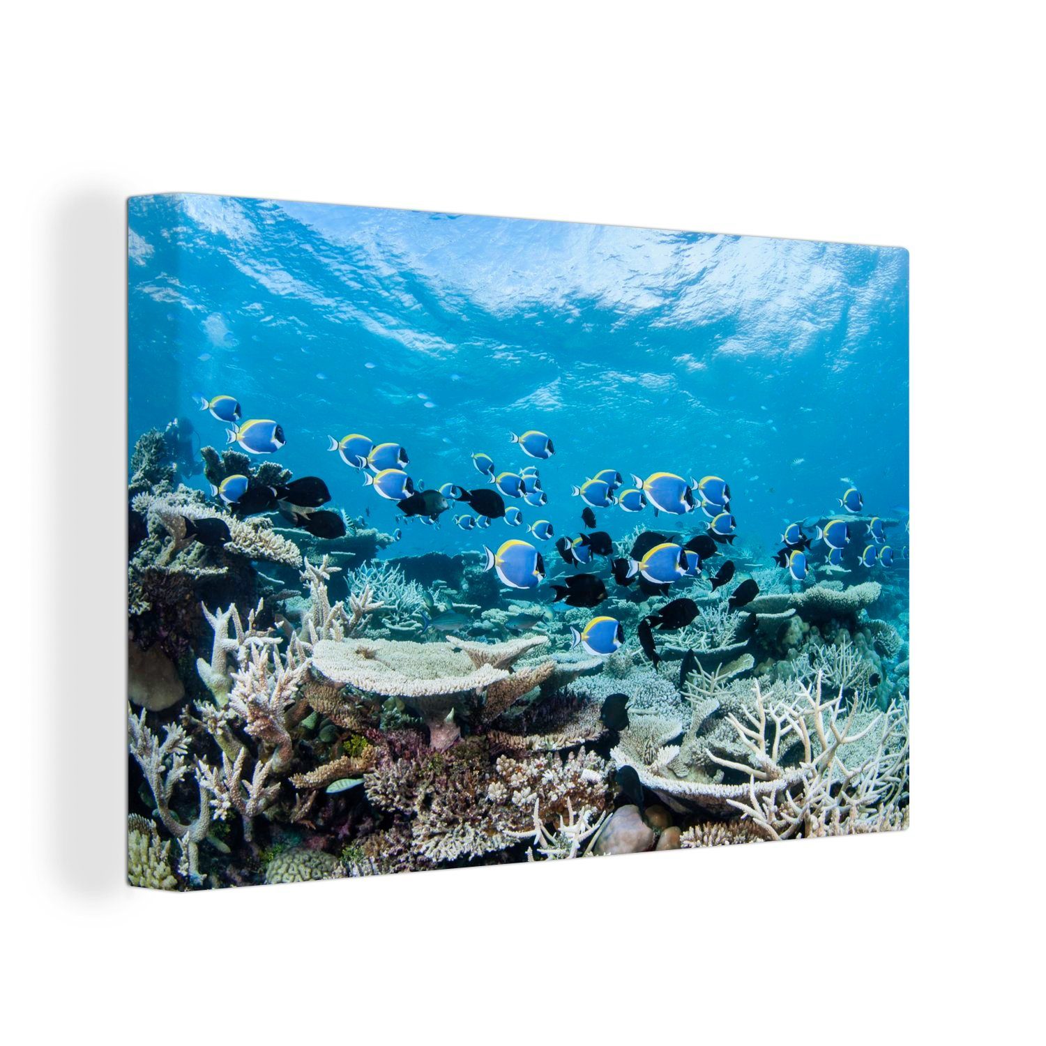 OneMillionCanvasses® Leinwandbild Korallen Leinwandbilder, 30x20 (1 einem St), Wandbild in Ozean, Aufhängefertig, cm Wanddeko, blauen
