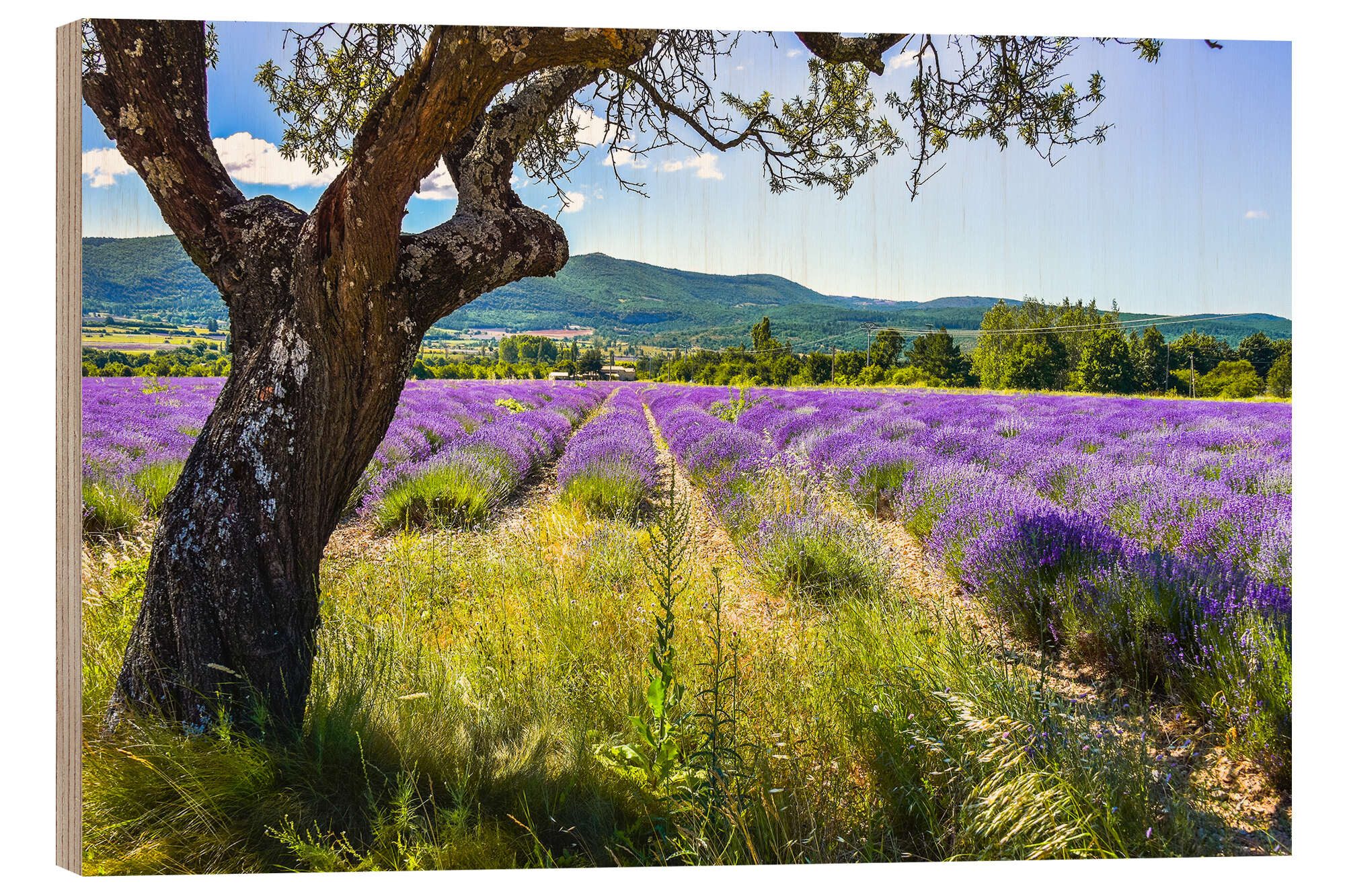 Posterlounge Wandbild Blick aufs Lavendelfeld, Jürgen Feuerer, erhältlich als Poster, Leinwandbild, Wandsticker oder Acrylglasbild