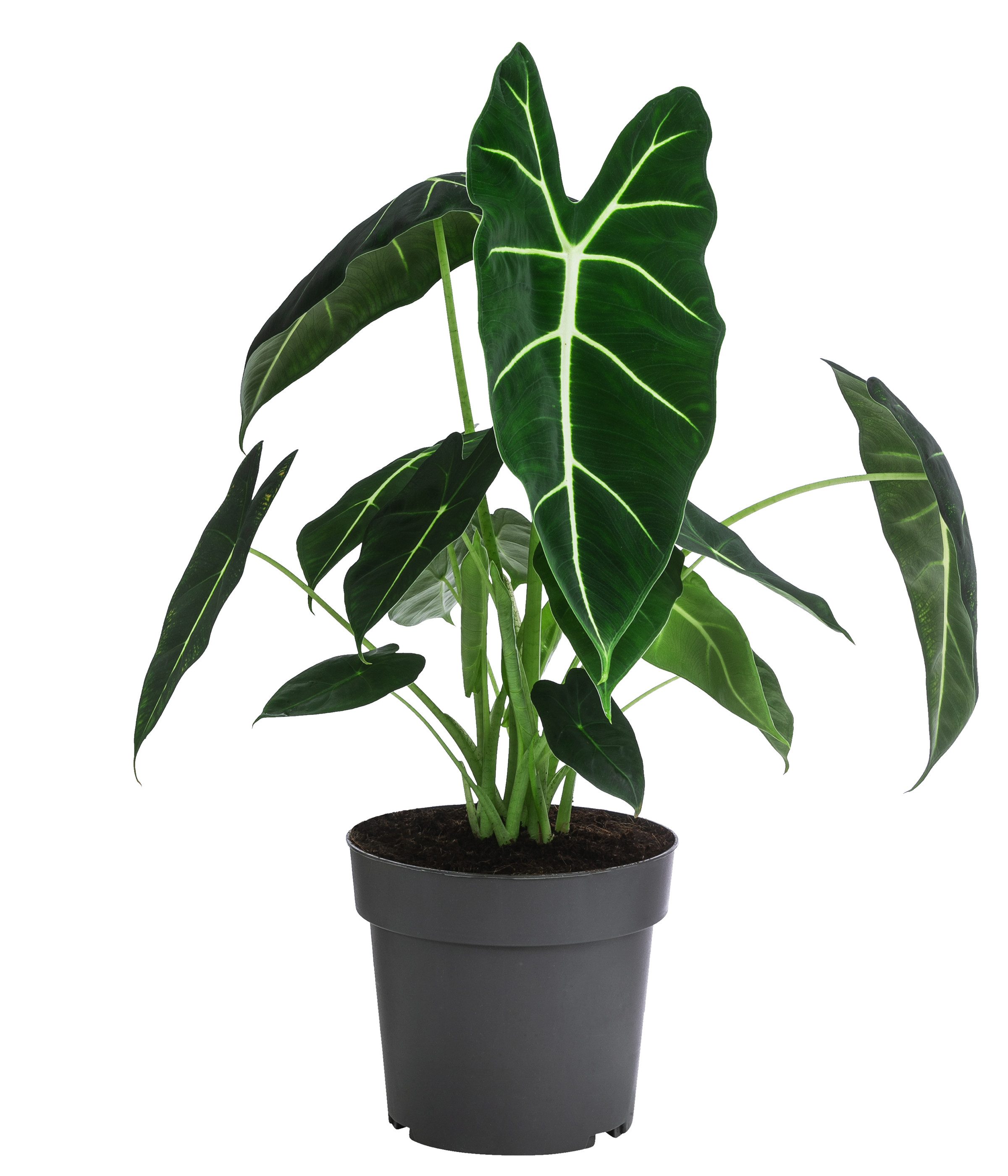 ficus elastica variegata Ficus elastica 'Shivereana' ('Moonshine', 'Variegata') – Secret Garden  Plant Shop
