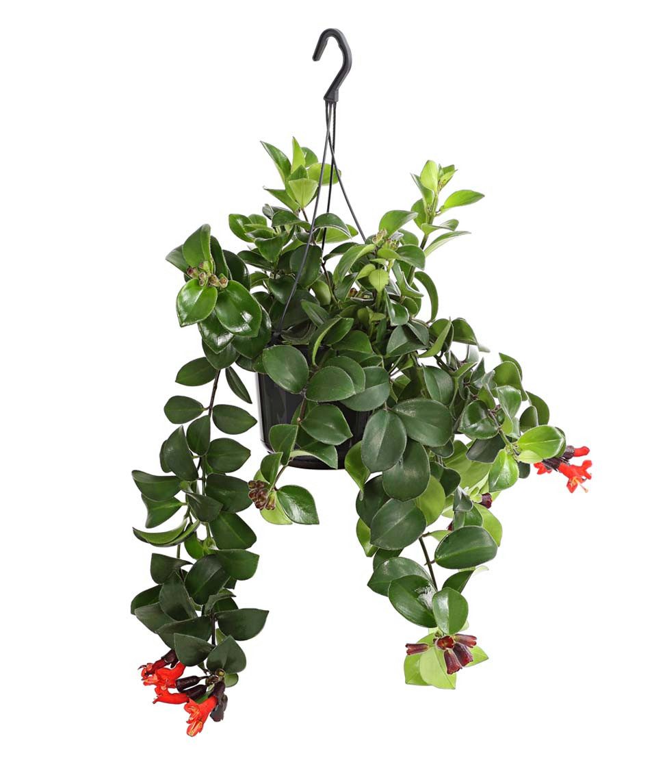 Dehner Zimmerpflanze Schamblume Mona Lisa, in Blumenampel, 40-45 cm, Ø Topf 15 cm, Aeschynanthus radicans