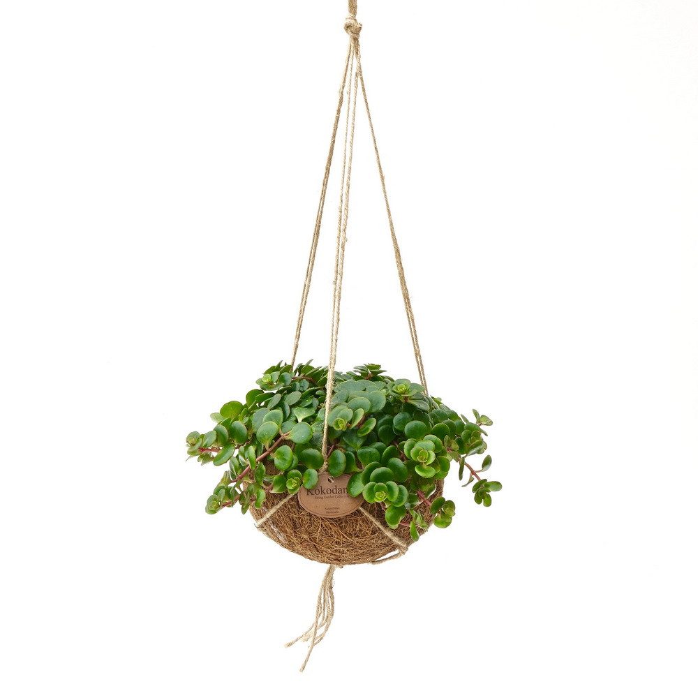 Exotenherz Zimmerpflanze Kokodama Sedum Tornado im Kokodama zum Hängen Sedum makinoi ca. 15cm